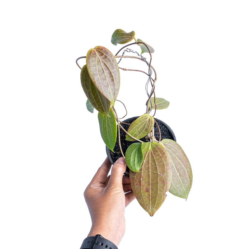 Hoya latifolia Sp Eban