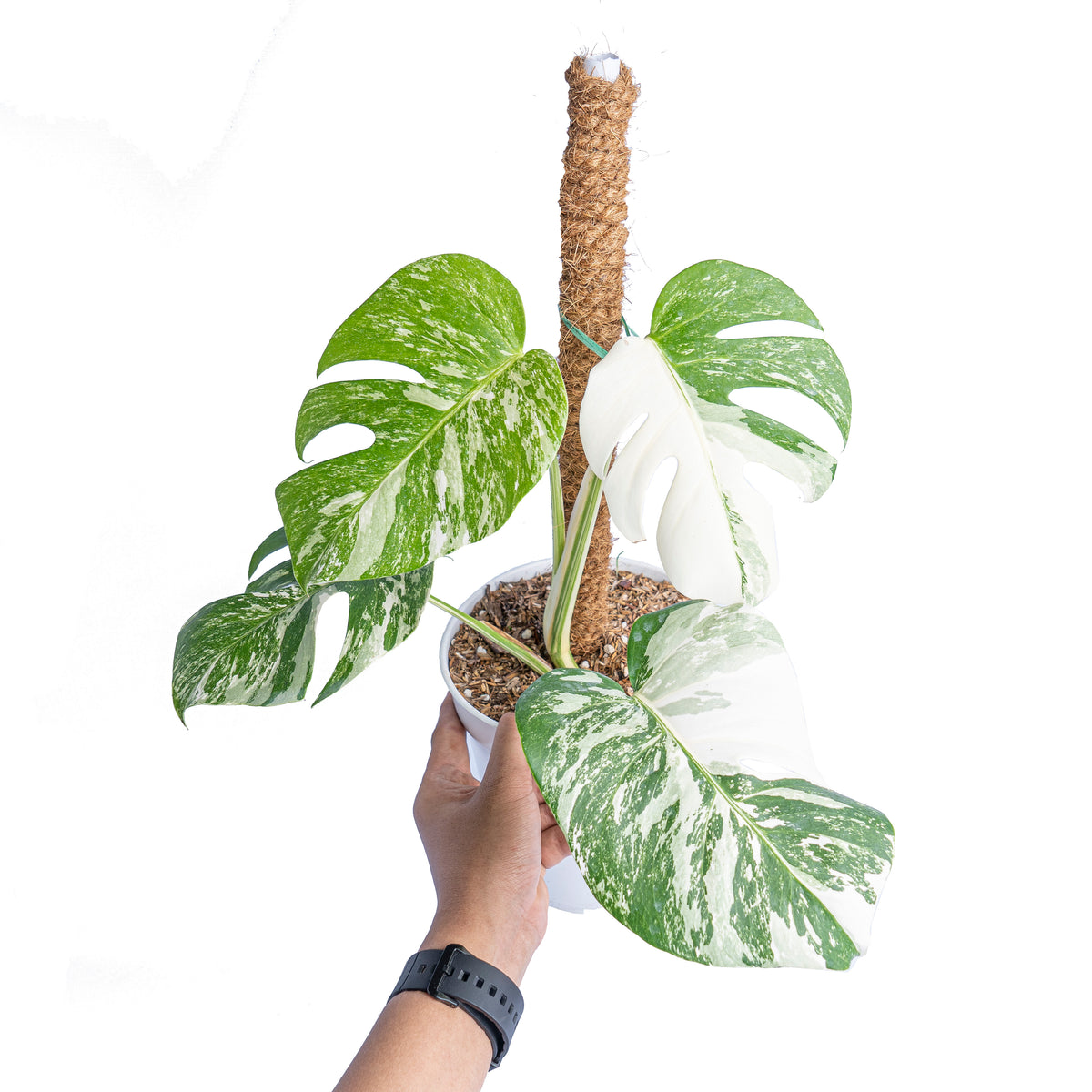 white tiger monstera plant Monstera albo white tiger