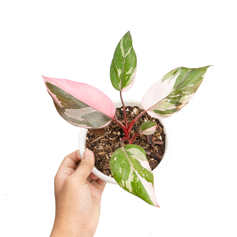 Philodendron Marble Galaxy Pink Princess Rare Live House Plant - In 3" Pot