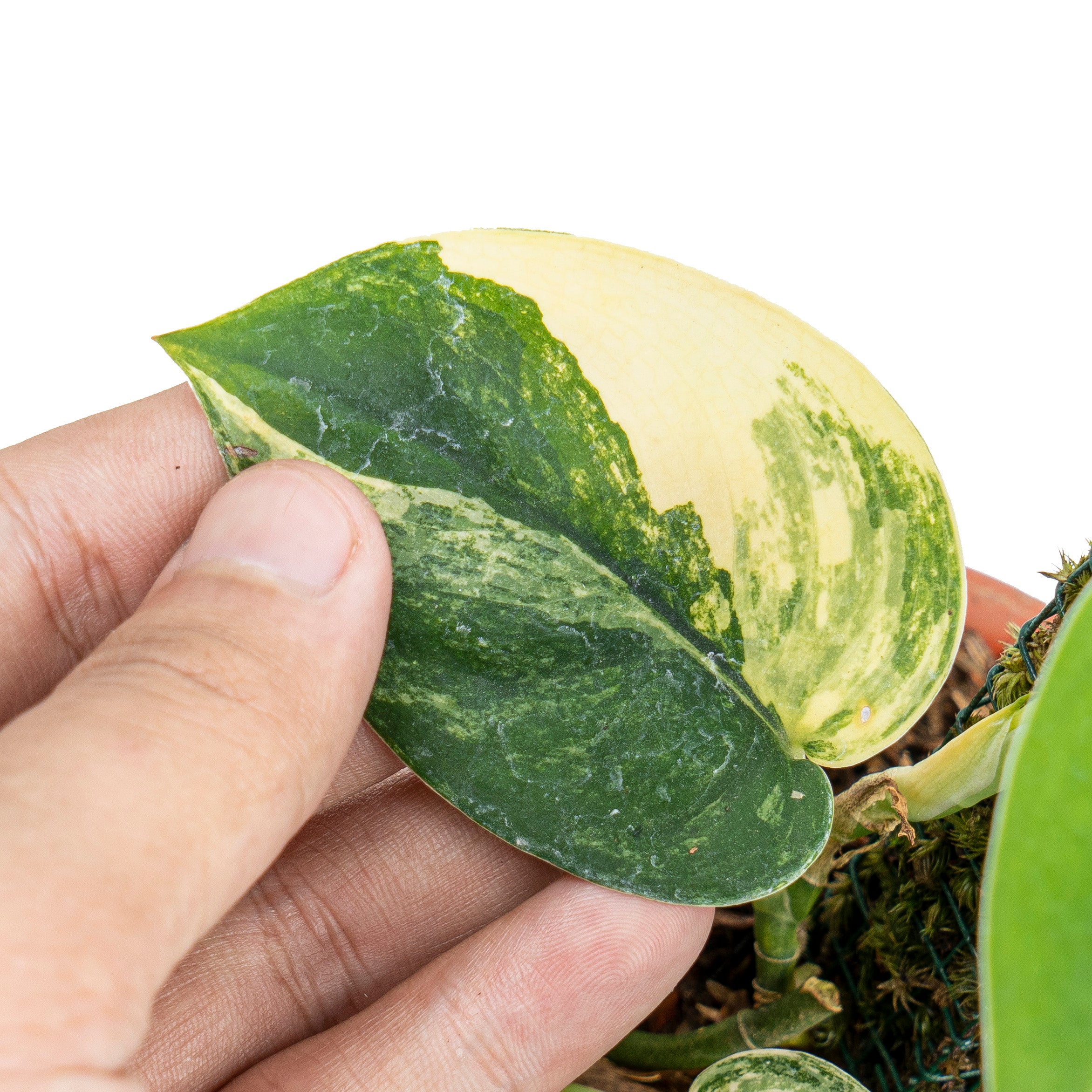 Scindapsus jade satin aurea variegated