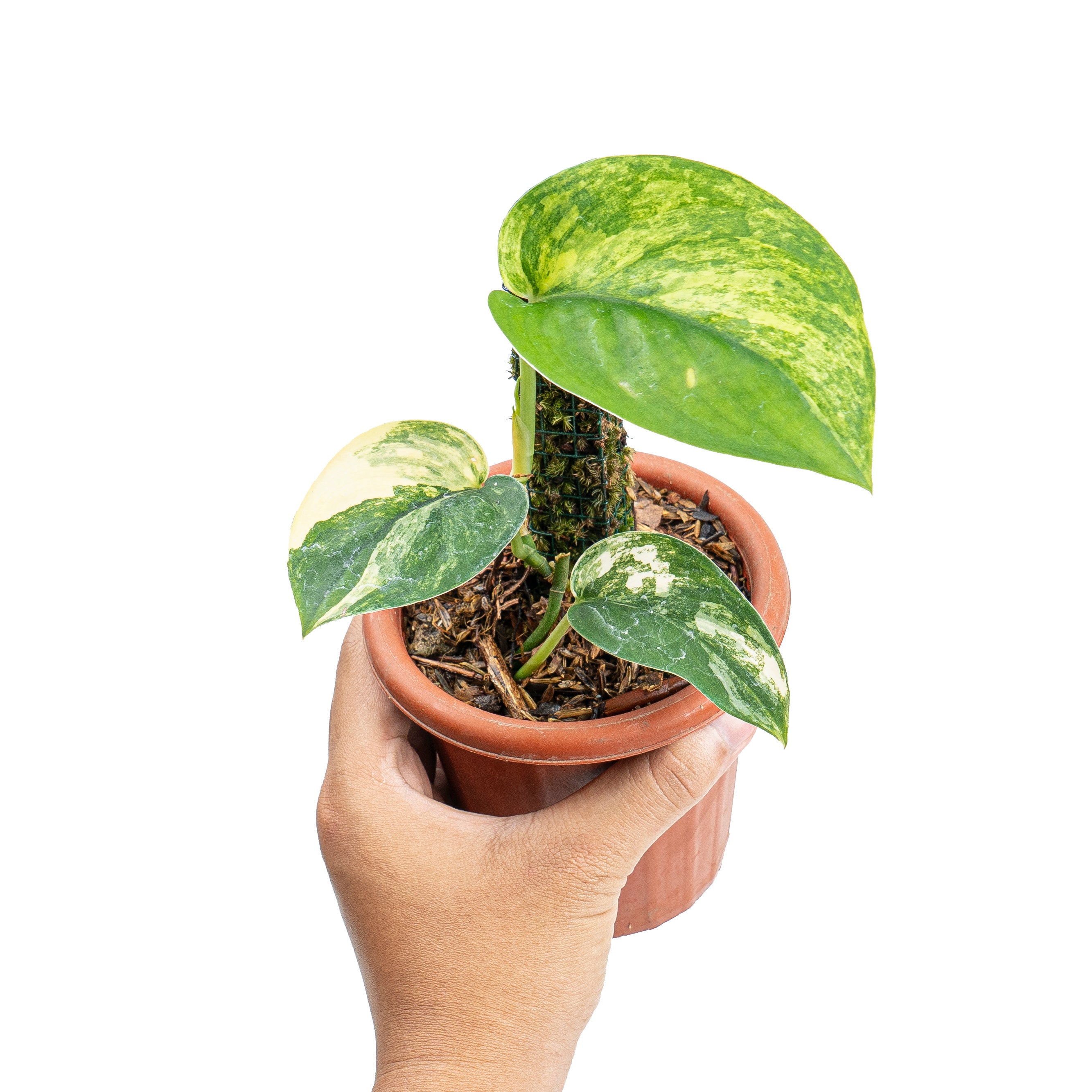 Scindapsus jade satin aurea variegated