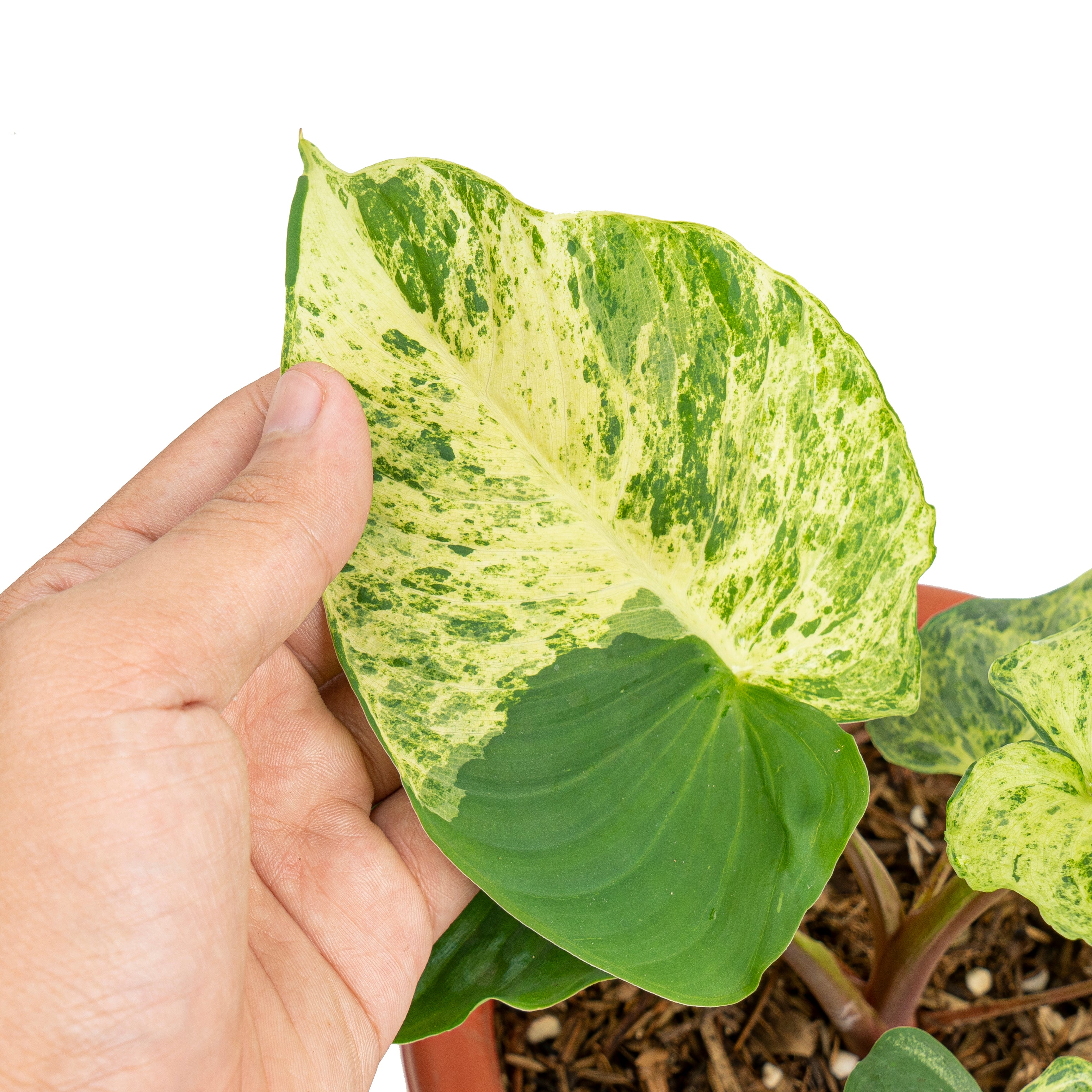 Homalomena variegated Sp Java