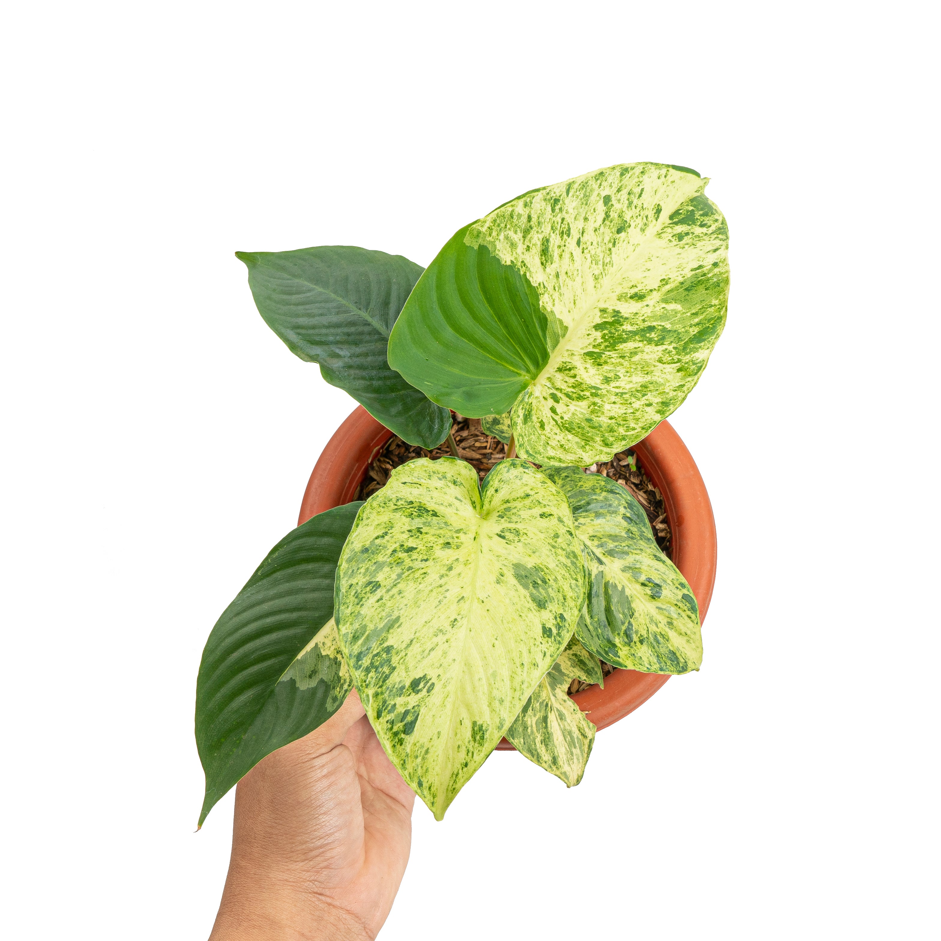 Homalomena variegated Sp Java