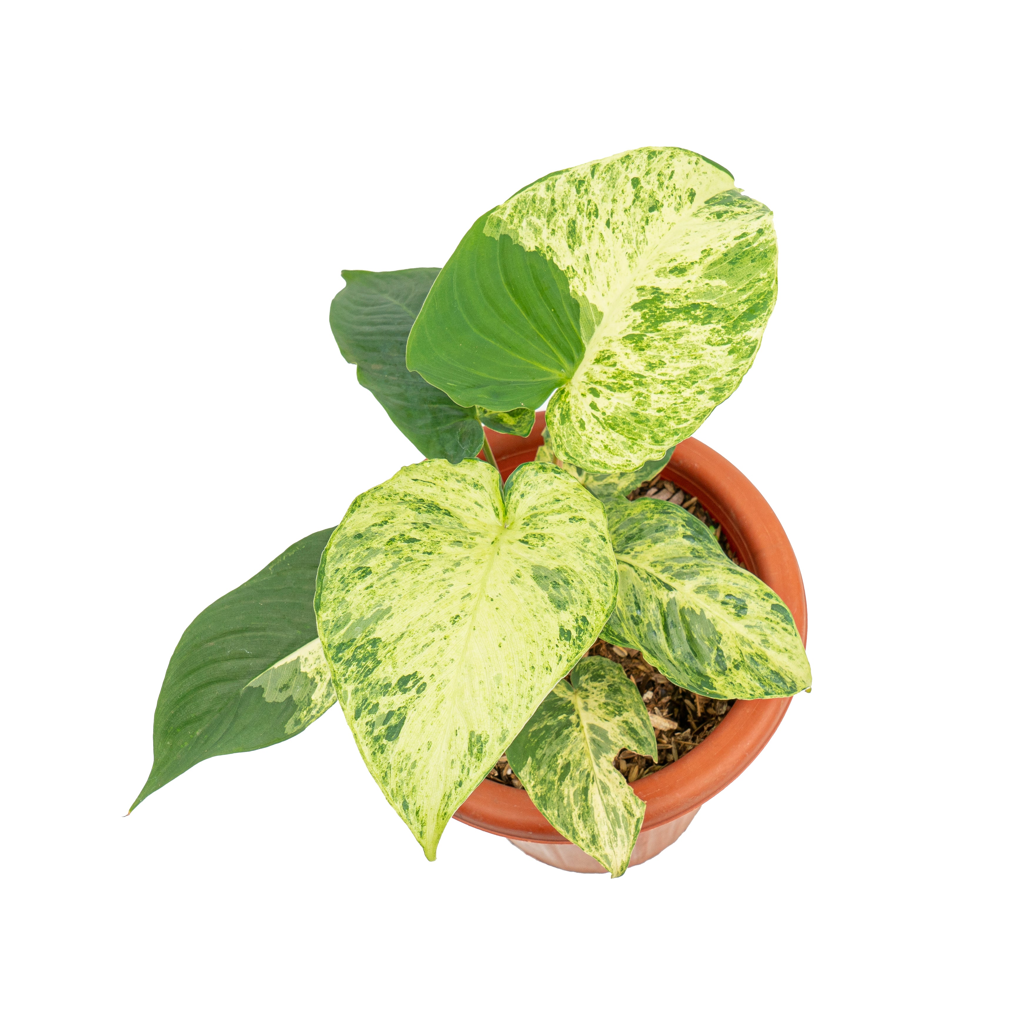 その他観葉植物 Homalomena Sp. Variegated Homalomena Sp. Variegated