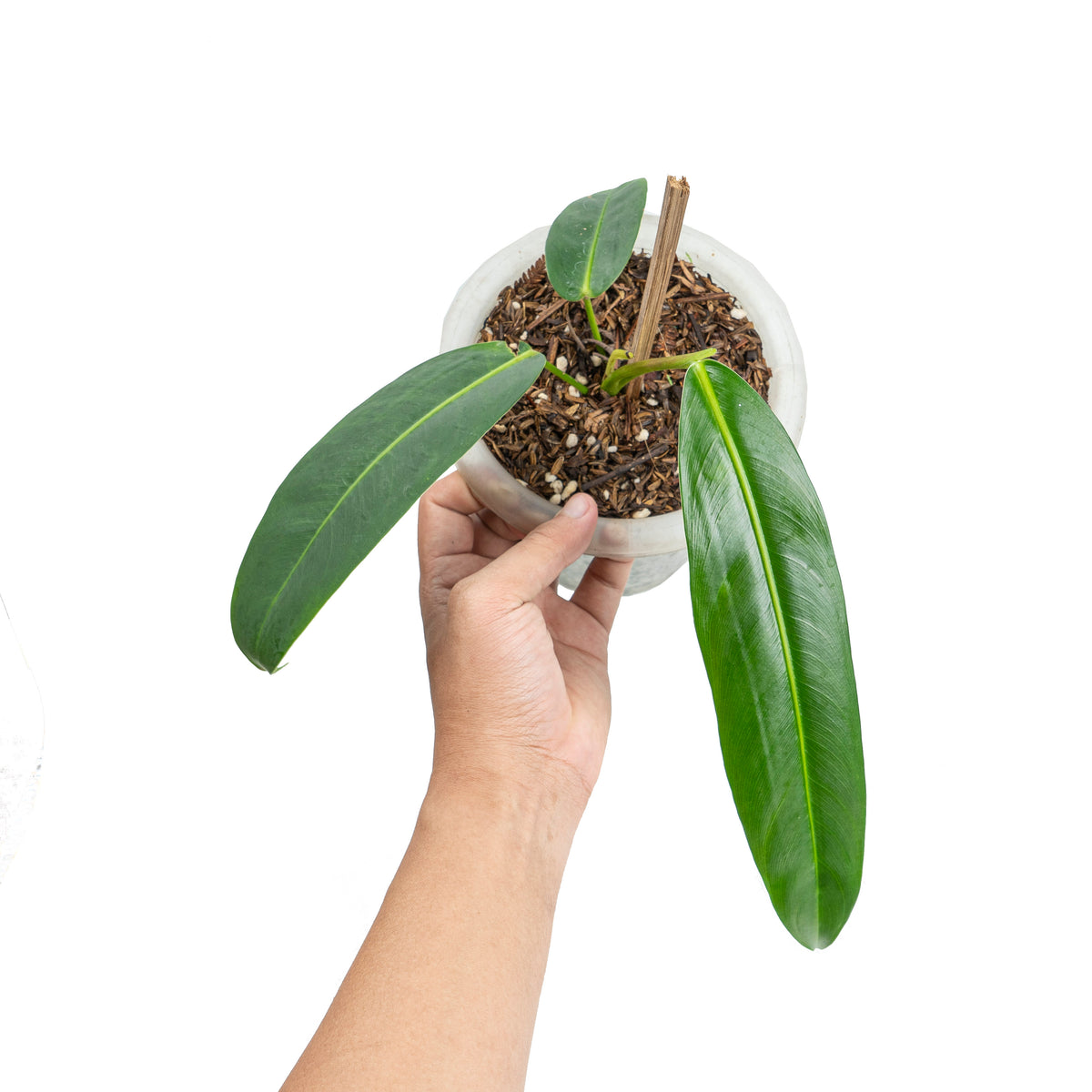 philodendron patriciae australia Philodendron Patriciae (A)