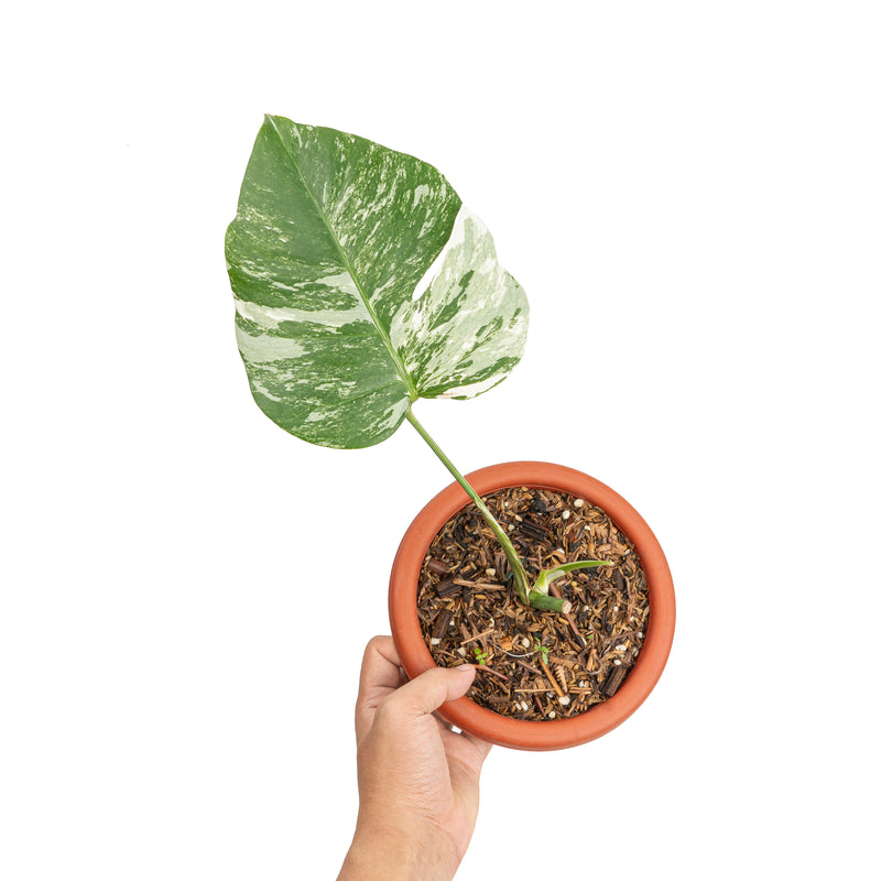 Monstera albo variegated cutting - 1 leaf