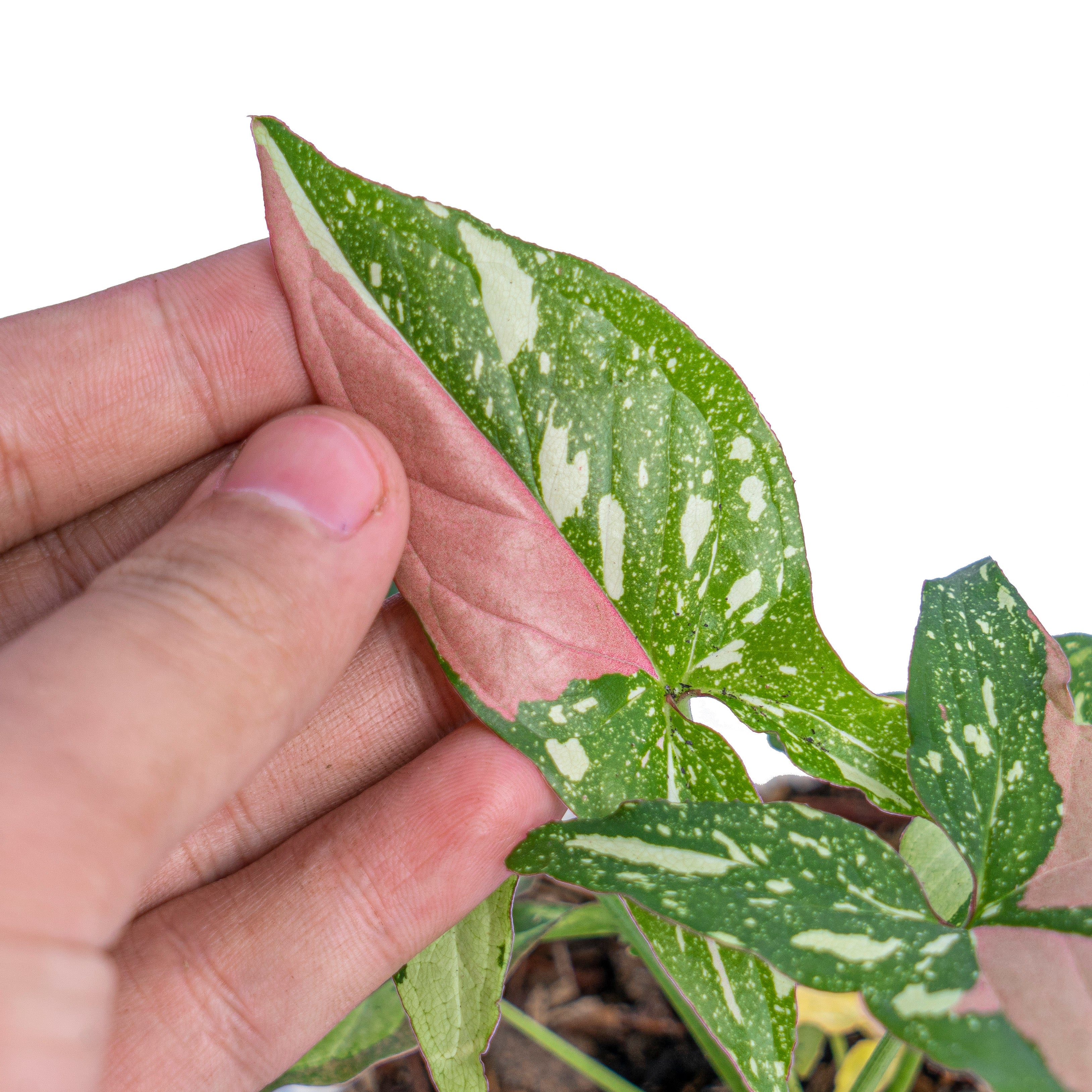 Syngonium Red Spot Tricolor