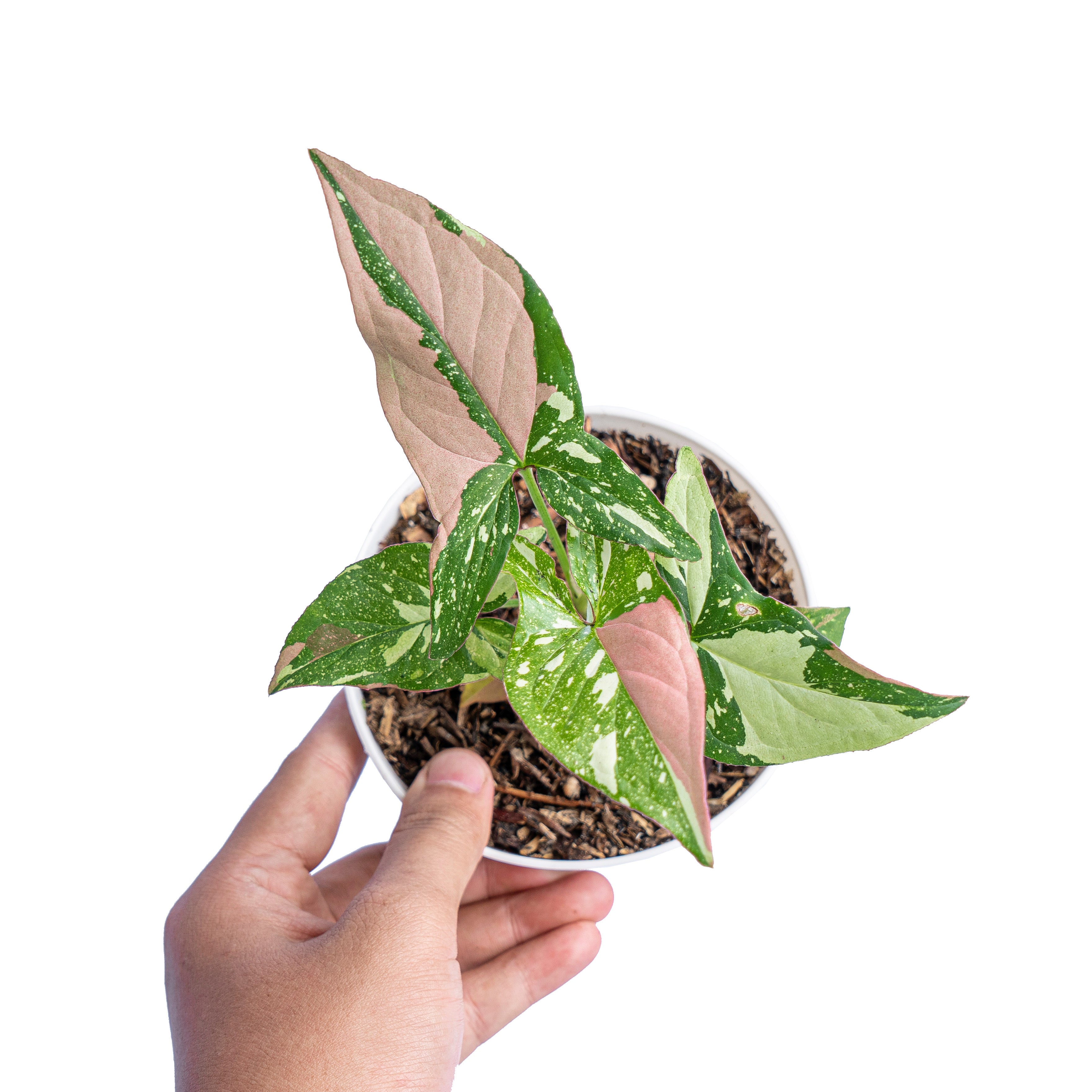 Syngonium Red Spot Tricolor