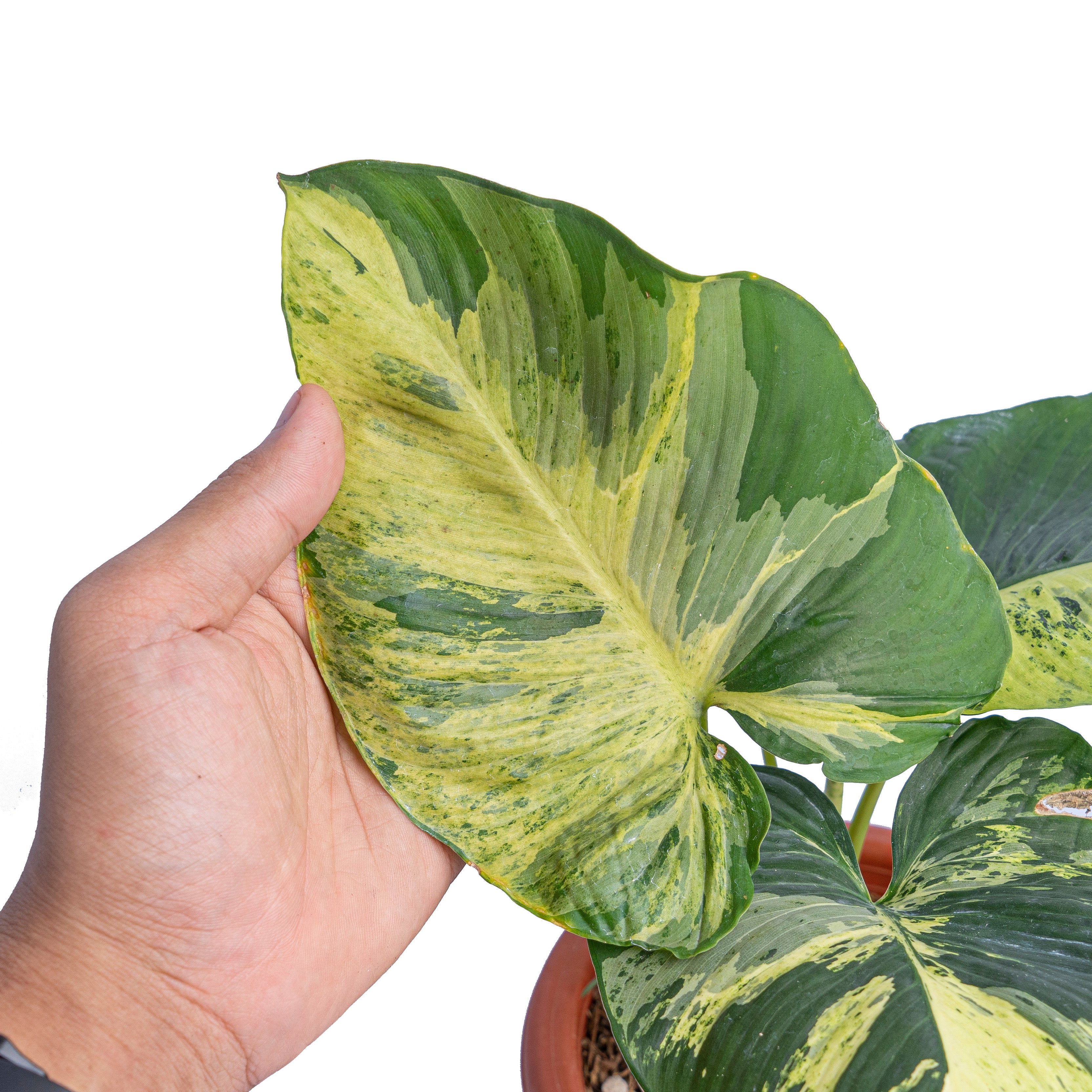 Homalomena aurea variegated Sp Borneo - Mature