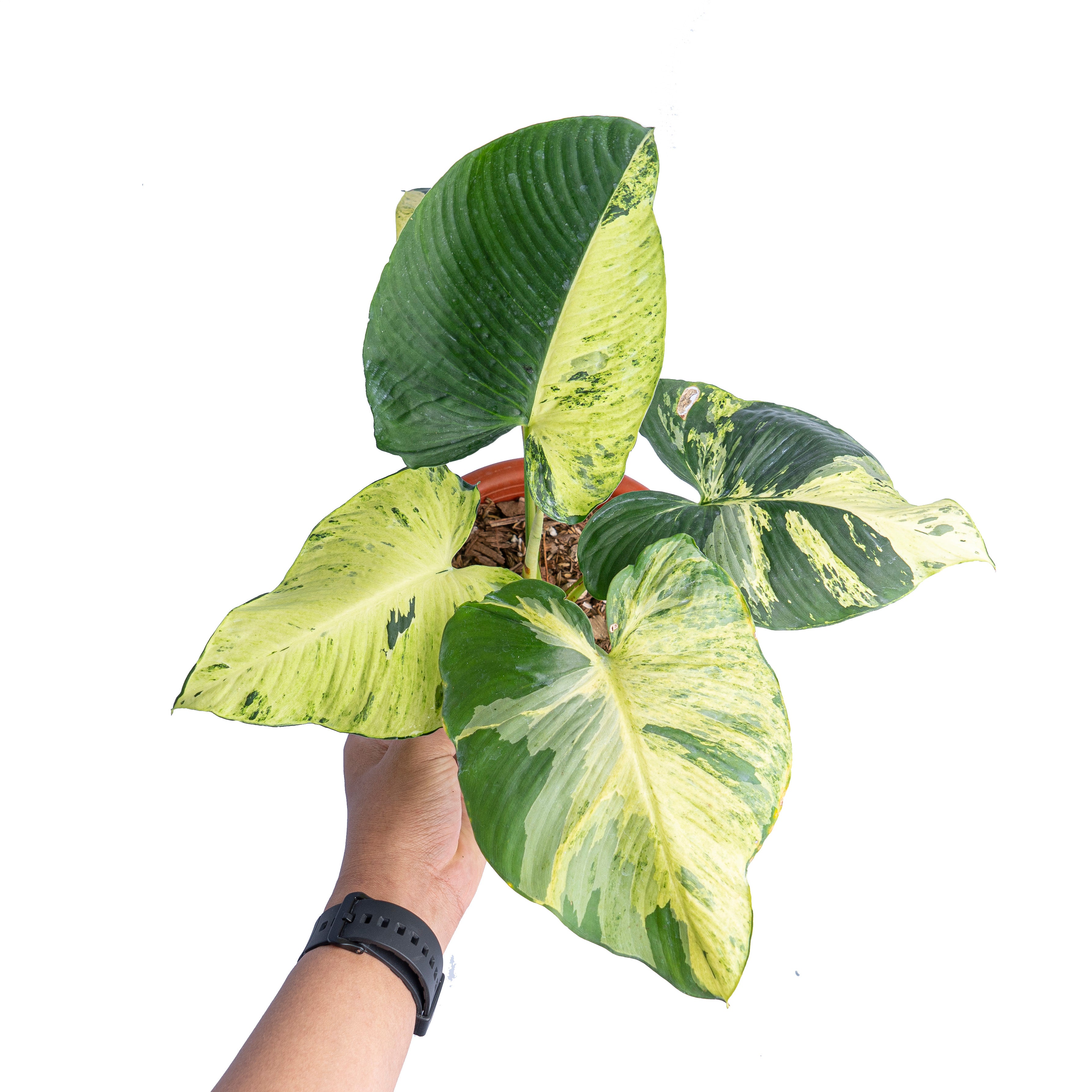 Homalomena aurea variegated Sp Borneo - Mature