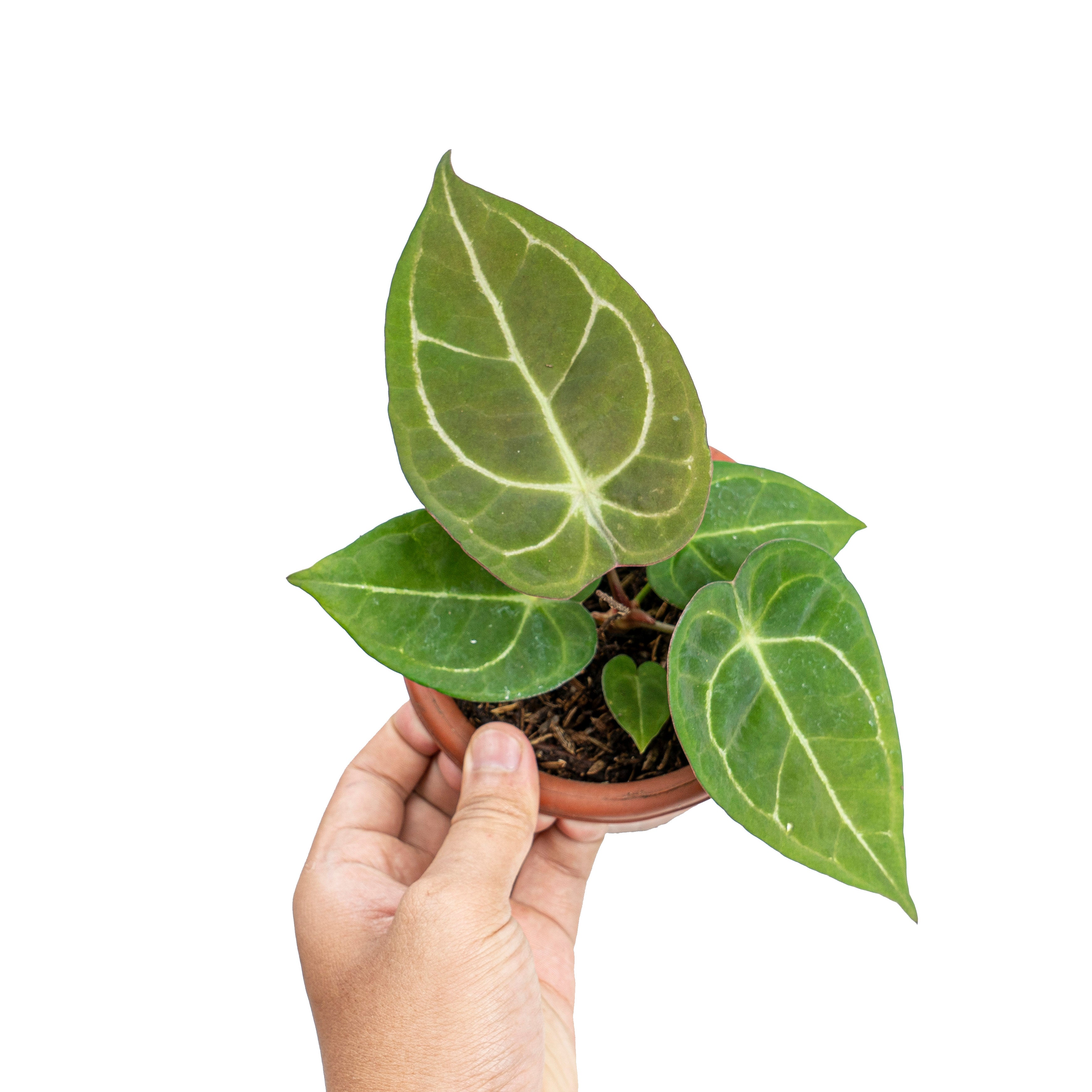 Anthurium Dressleri x Forgetii