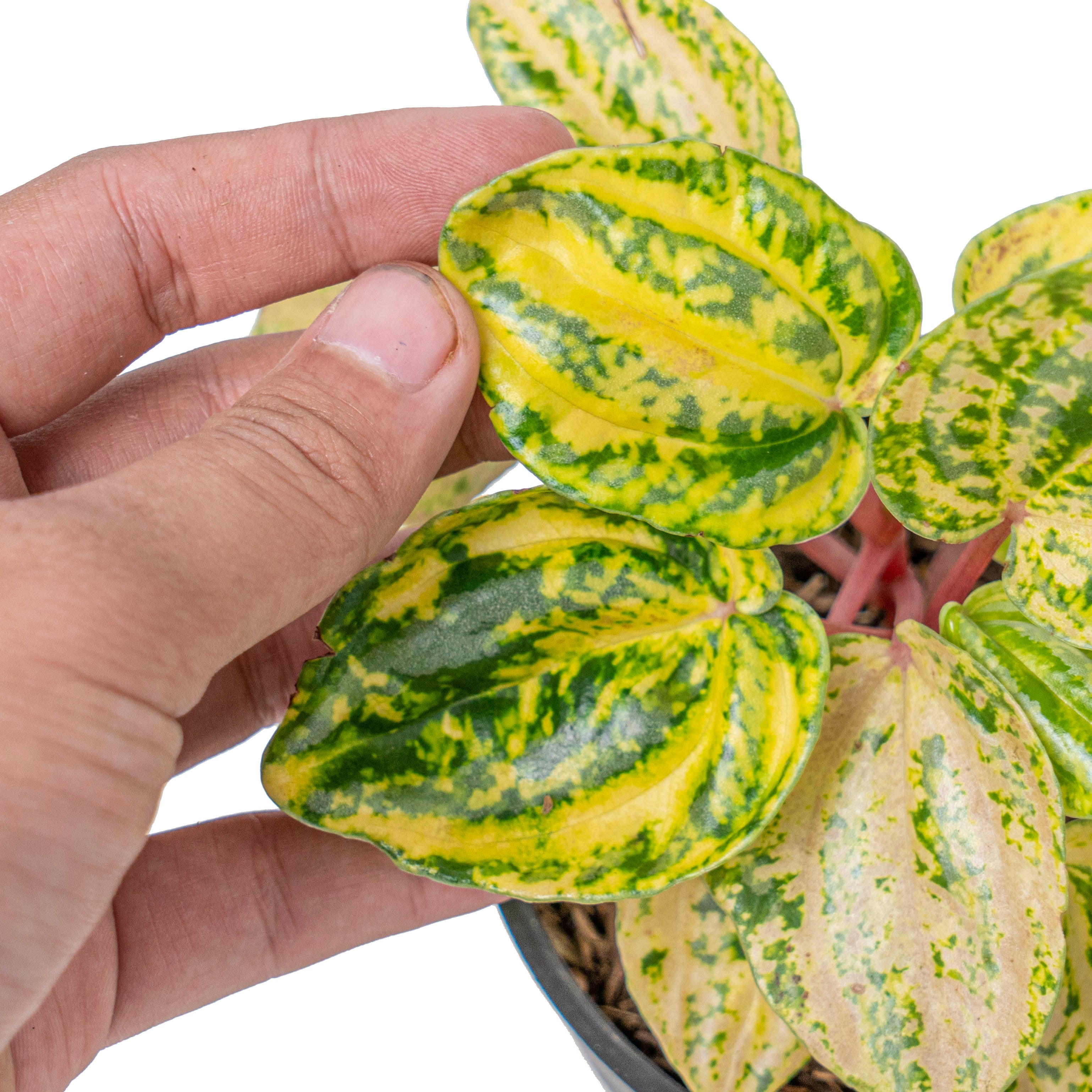 Peperomia starfruit aurea variagated