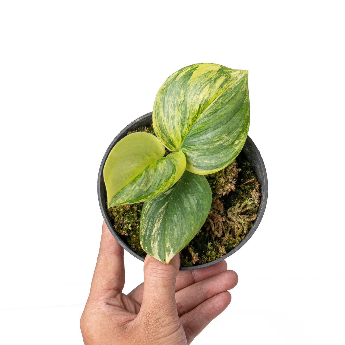 Scindapsus treubii moonlight aurea variegated