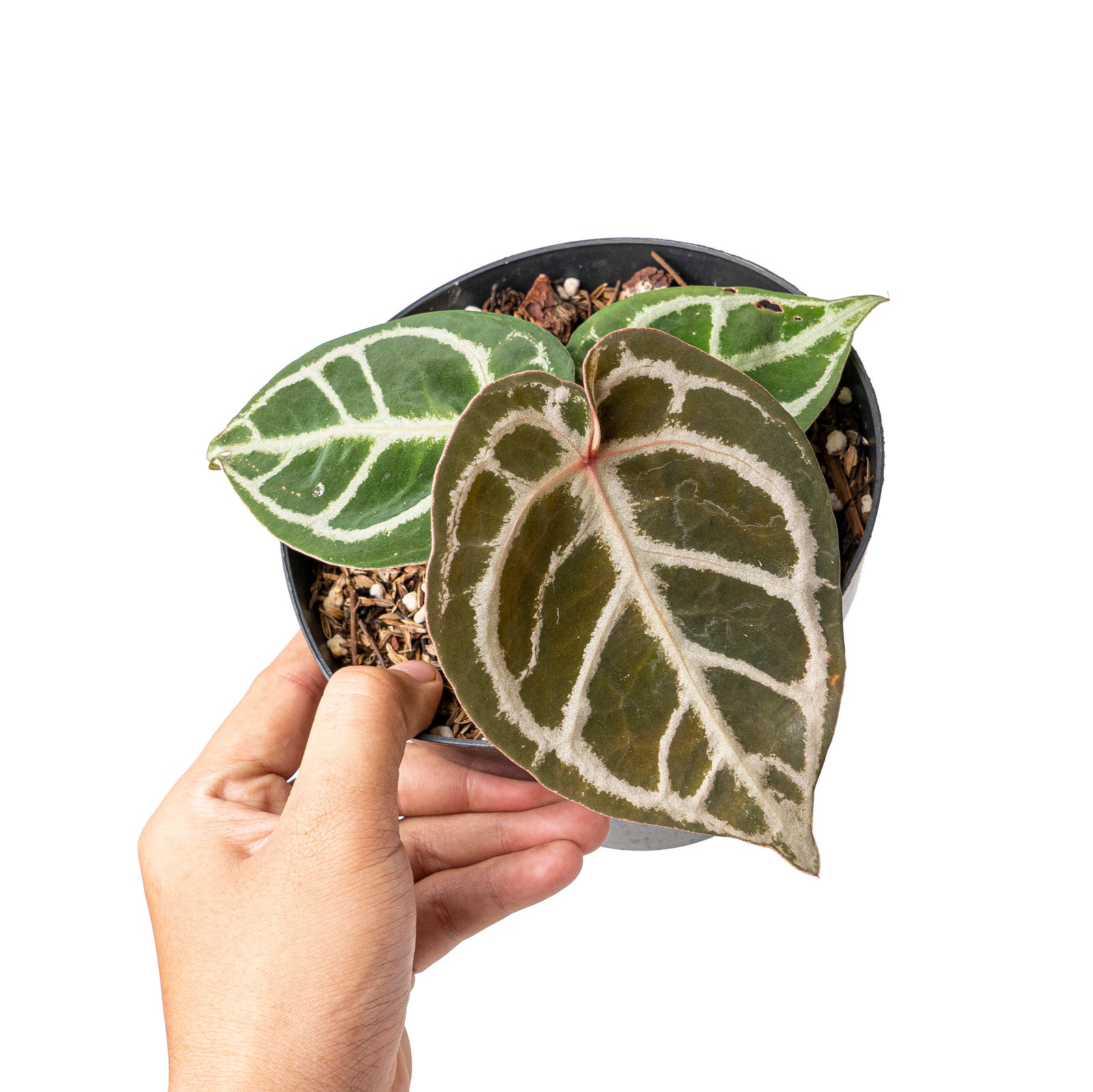 【人気投票 1~37位】ハイブランド人気ランキング！ NSE crystallinum red Anthurium X Market Aroid – dorayaki その他観葉植物