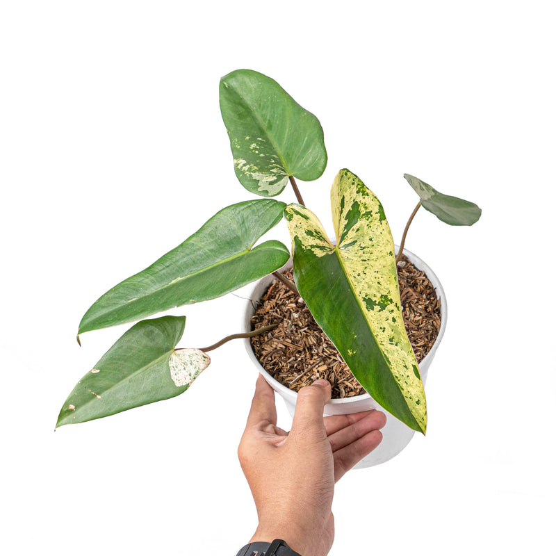 Philodendron ilsemanii variegated