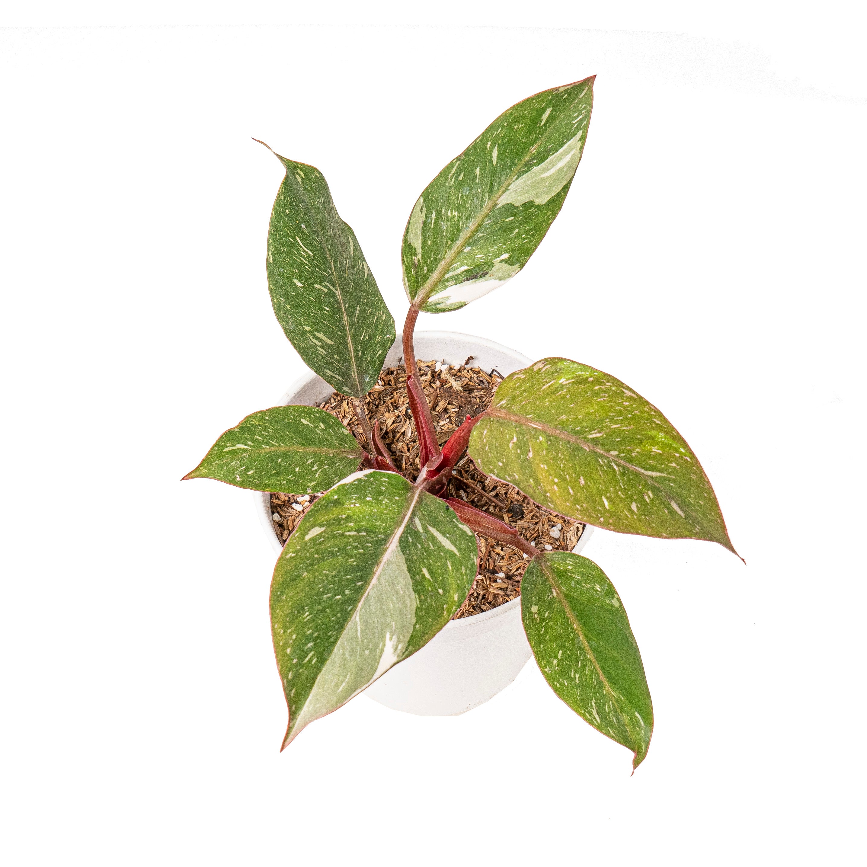 Philodendron white knight galaxy