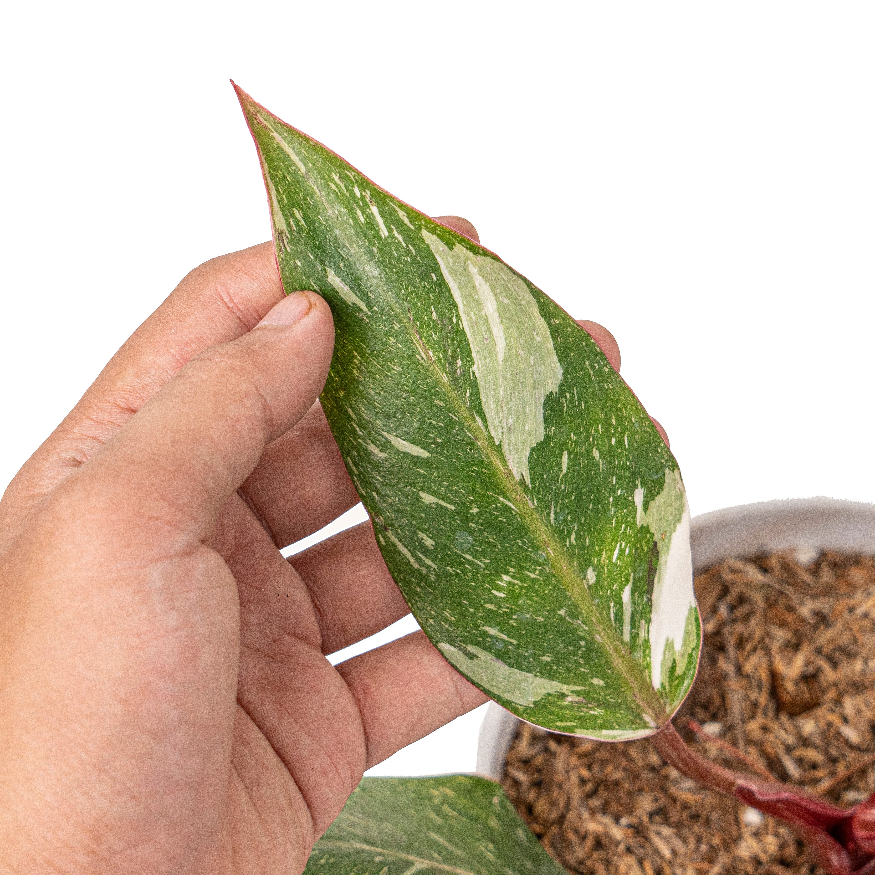 Philodendron white knight galaxy