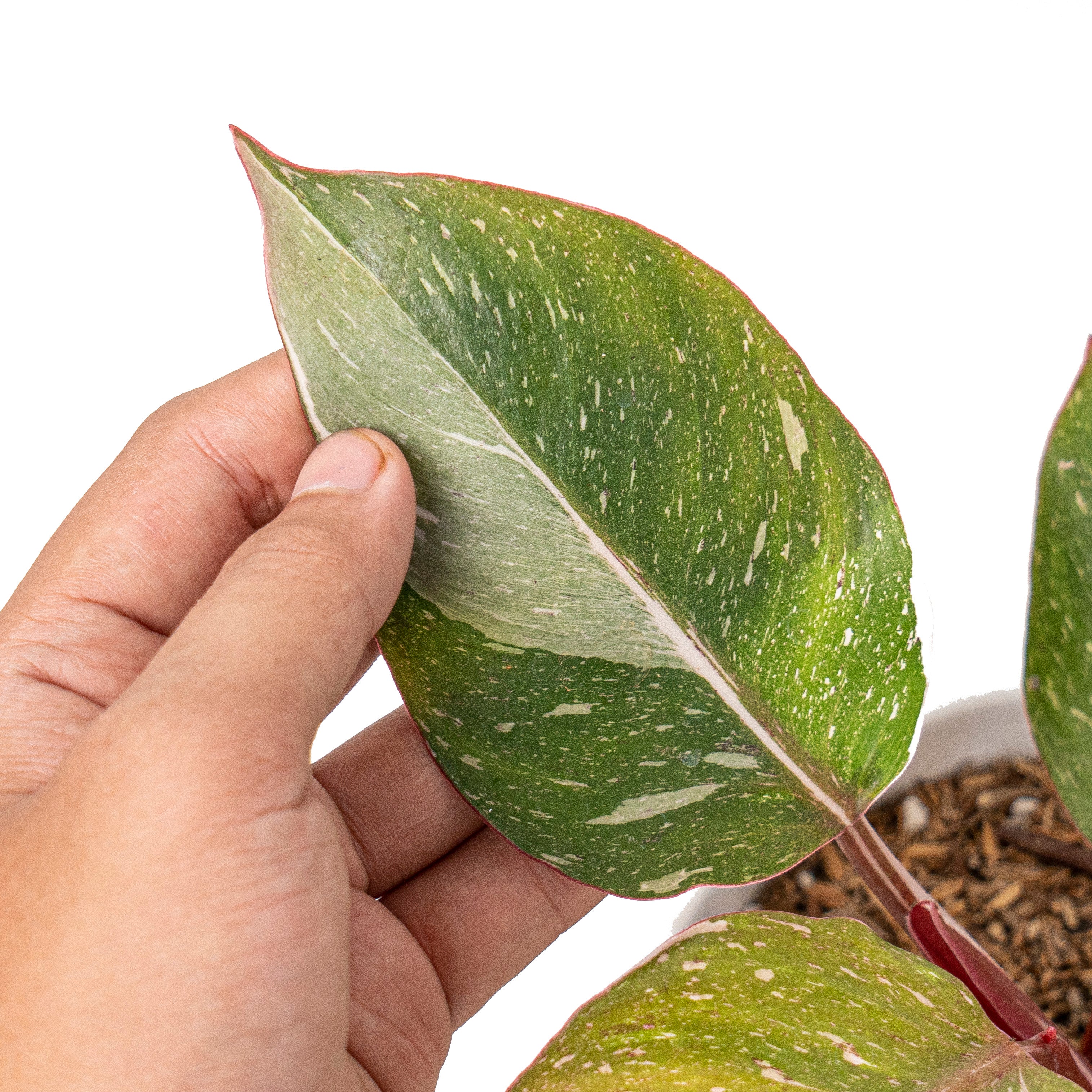 Philodendron white knight galaxy