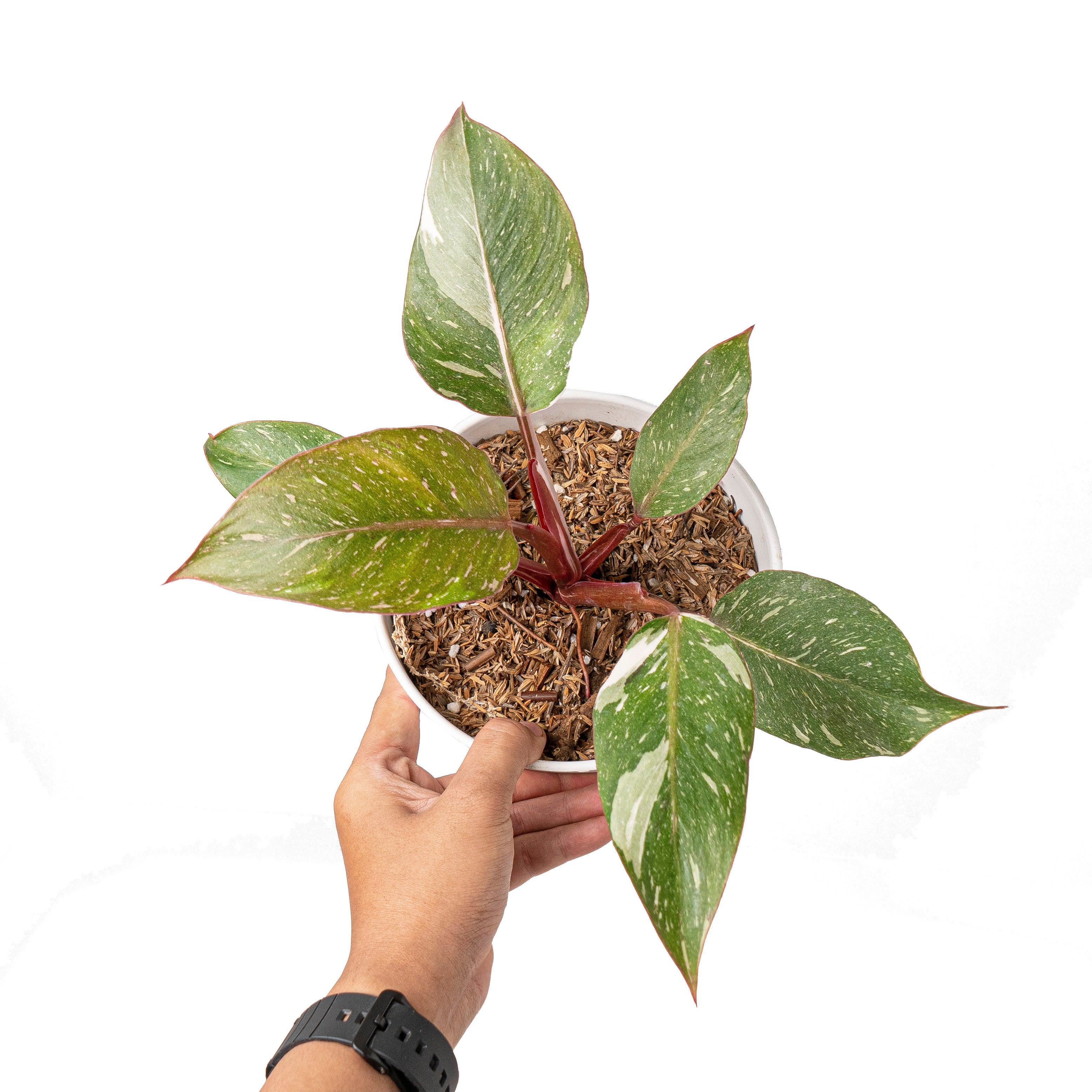 Philodendron white knight galaxy