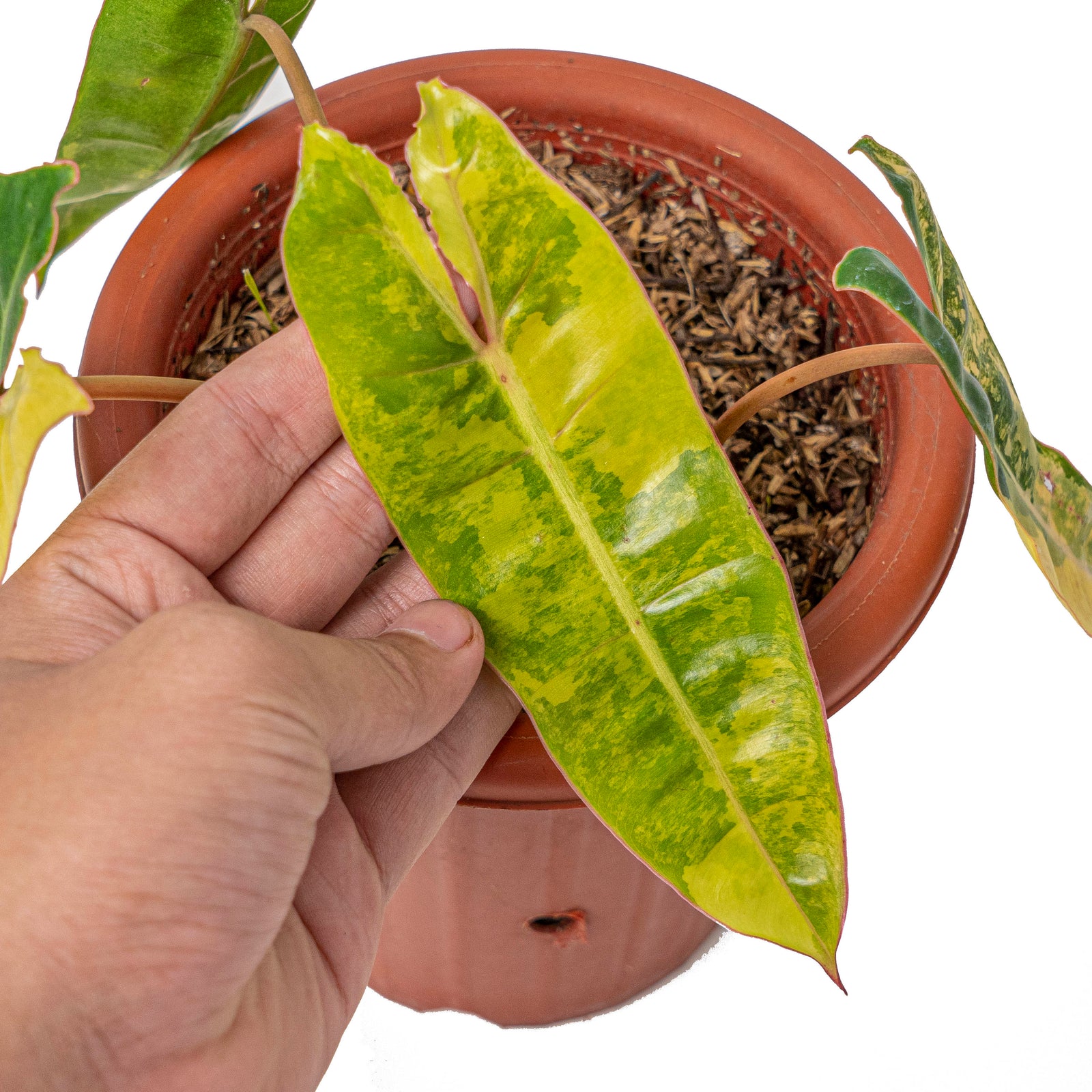 Philodendron Billietiae Variegated – Aroid Market