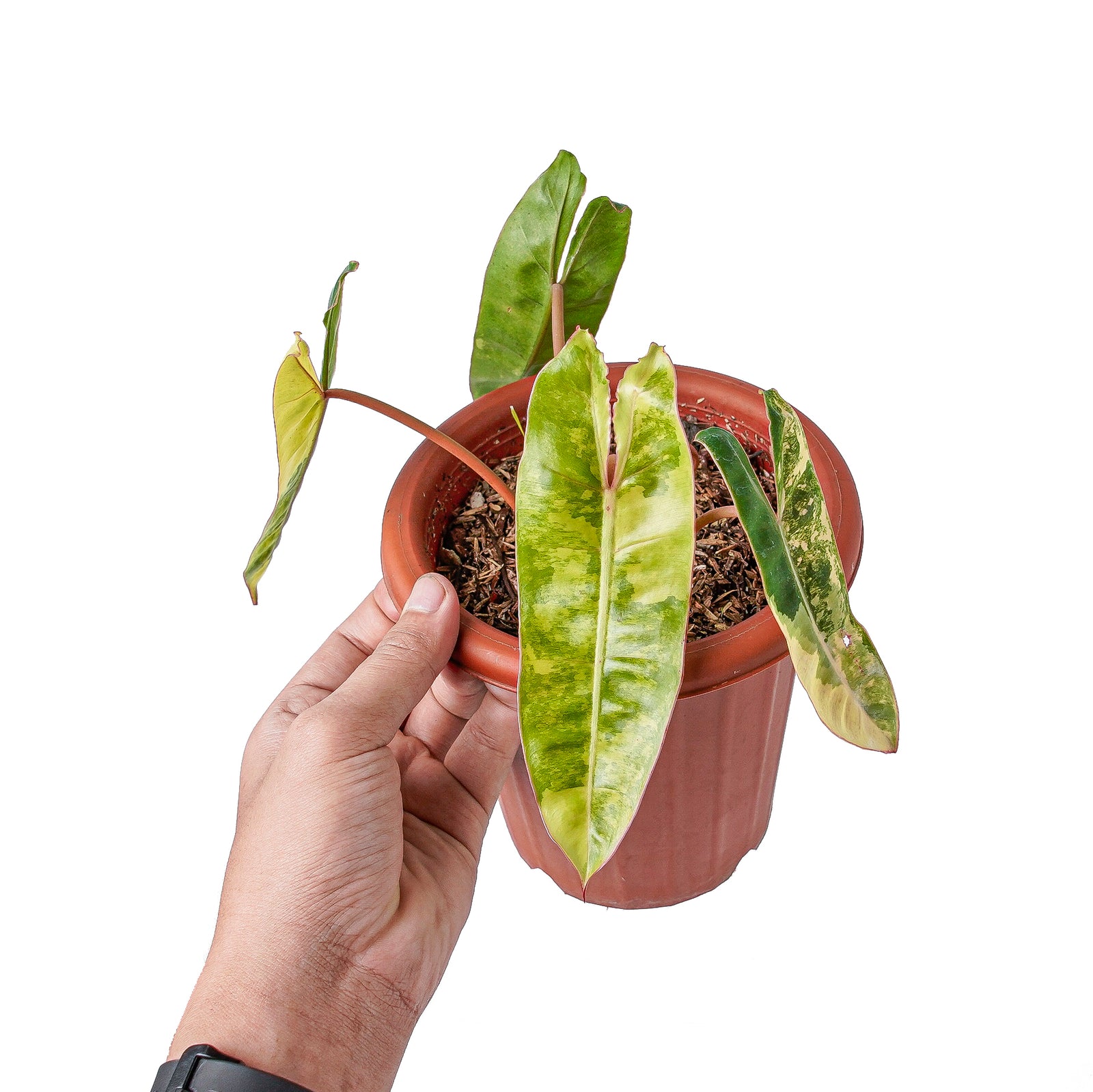 Philodendron Billietiae Variegated – Aroid Market