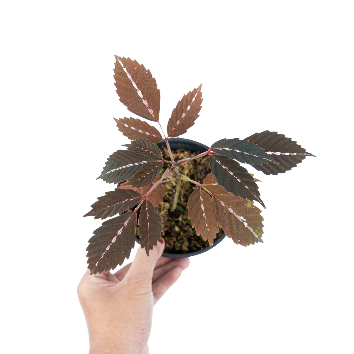 Leea Amabilis