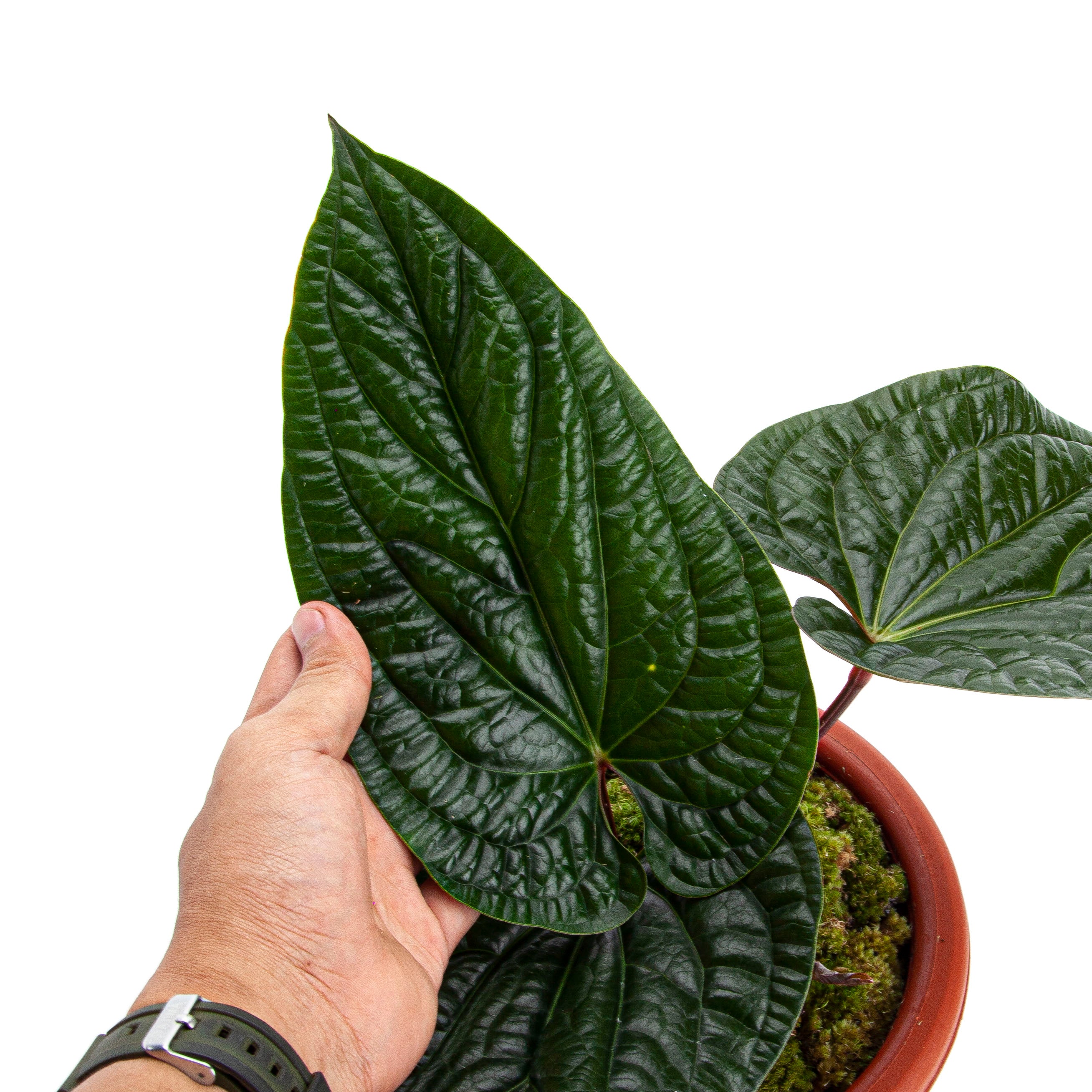 Anthurium Radicans