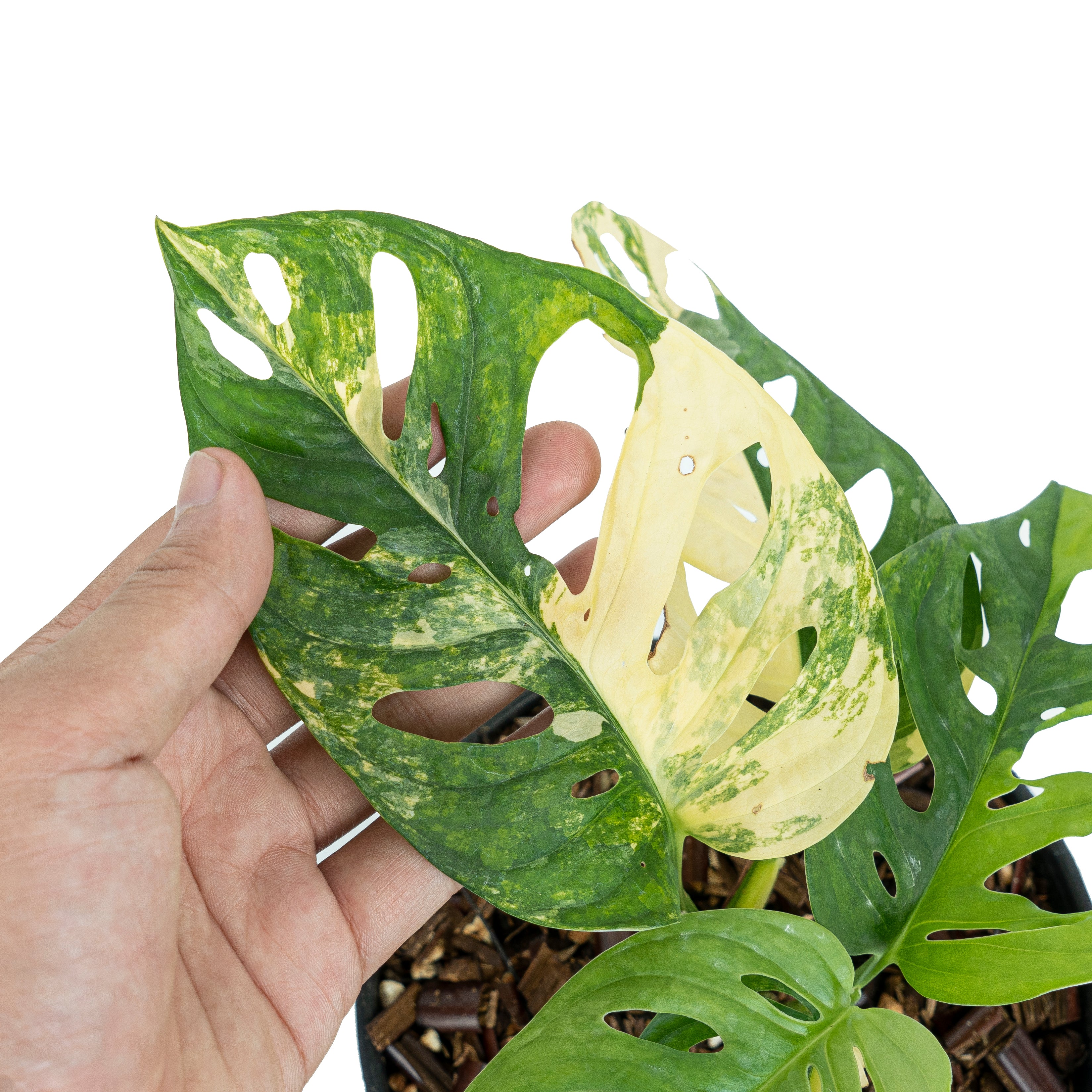 Monstera Adansonii Aurea Variegated