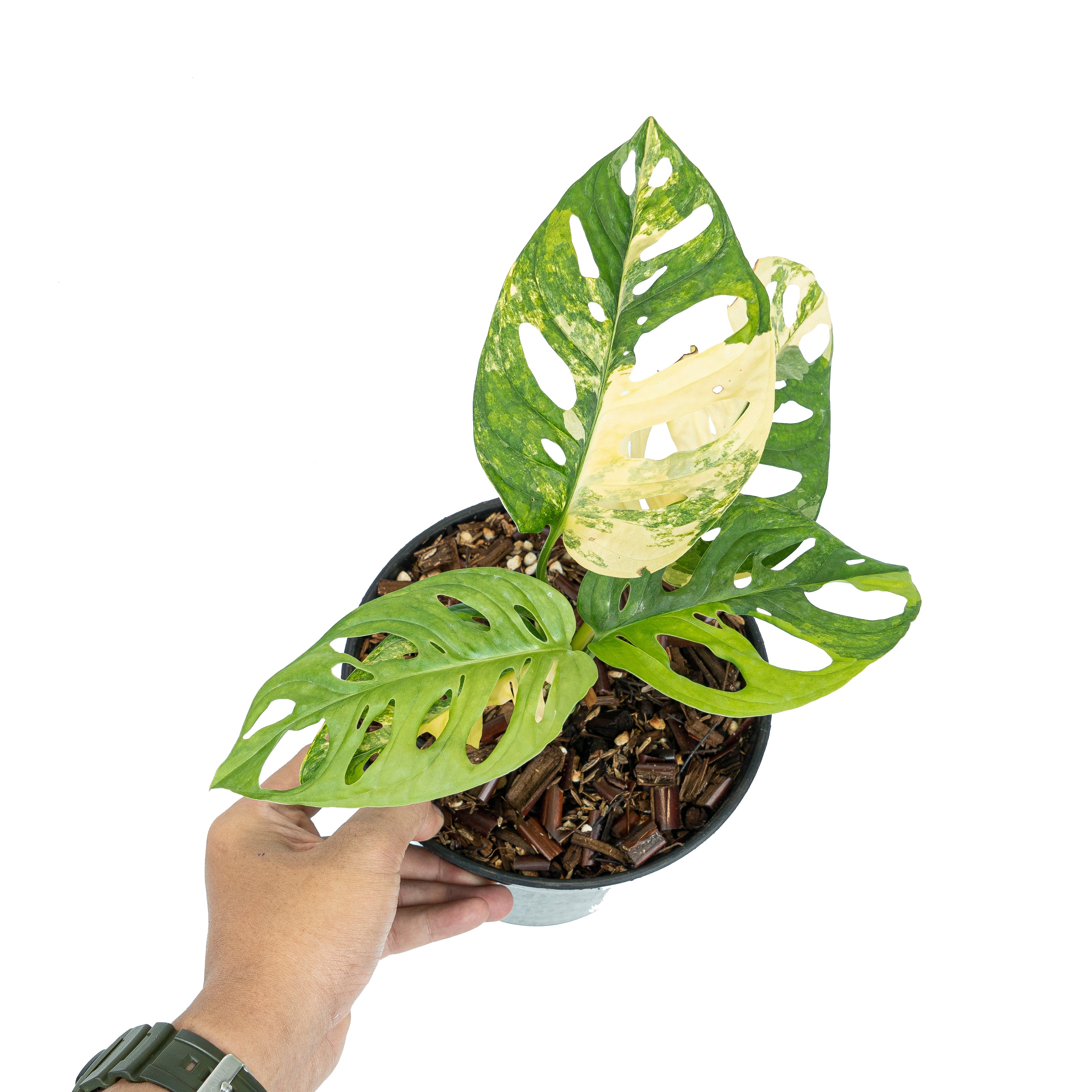 Monstera Adansonii Aurea Variegated