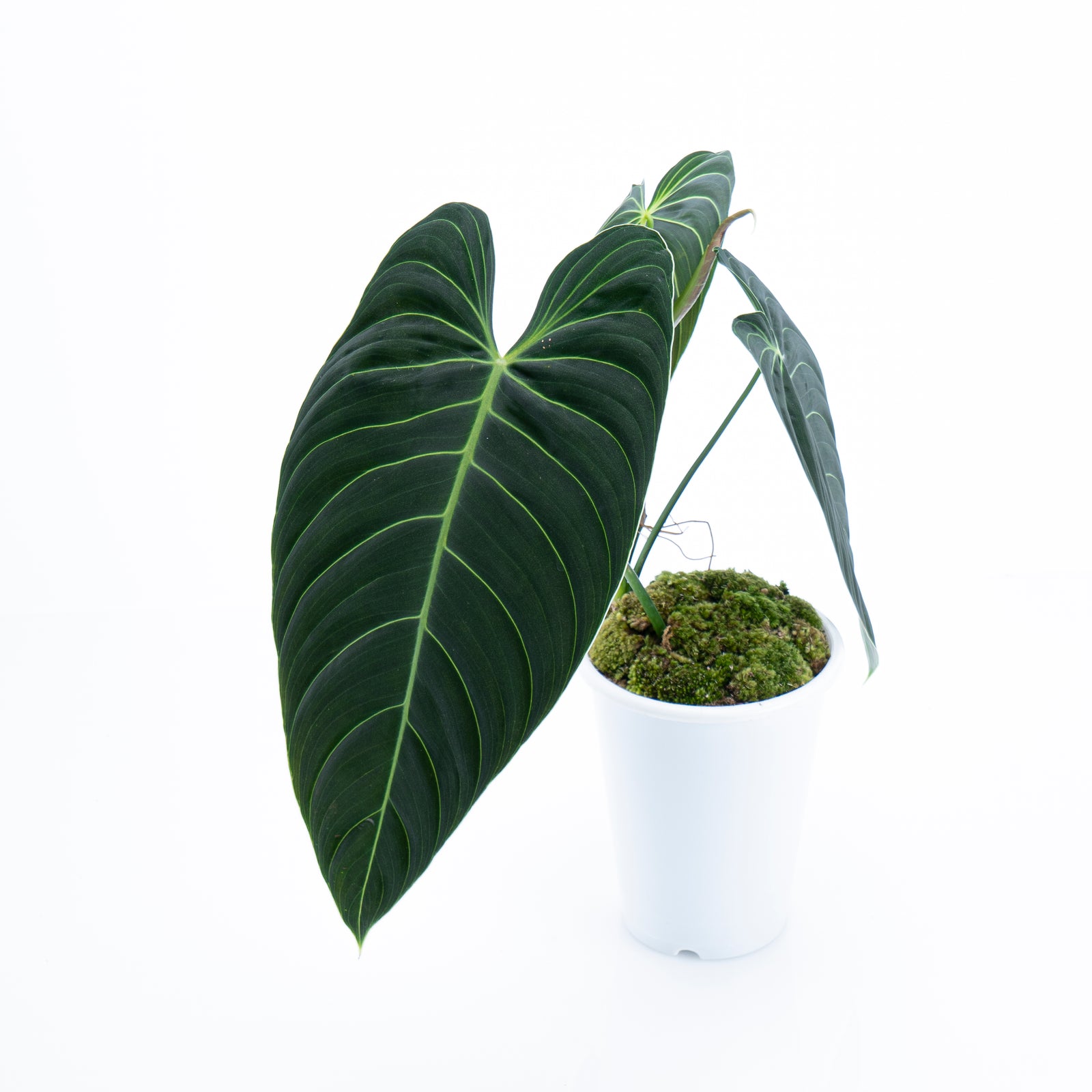 Retailer Philodendron Melanochrysum Large Leaf By Ship DHL Express