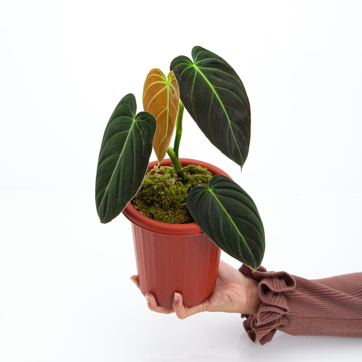 philodendron melanochrysum canada Philodendron Melanochrysum Medium size