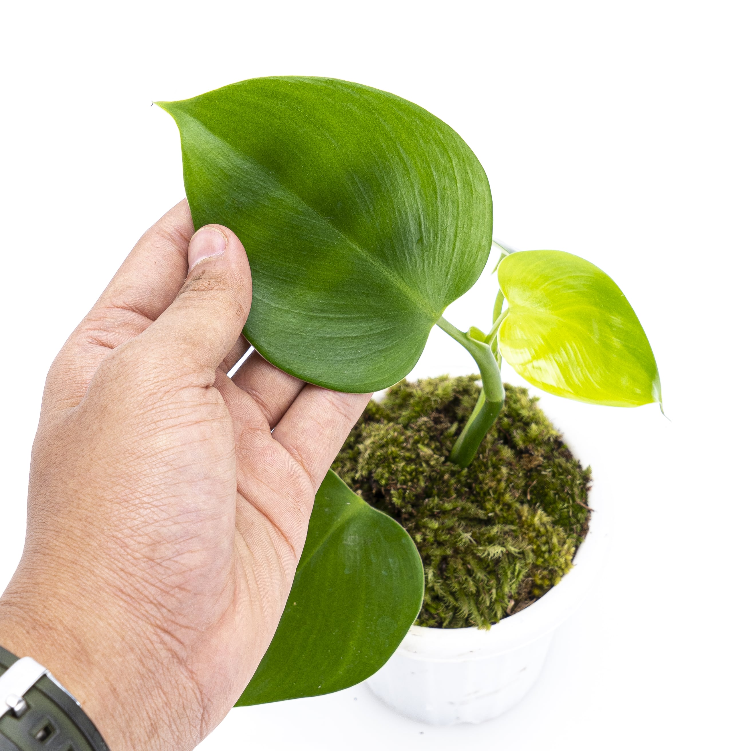 Philodendron Microstictum