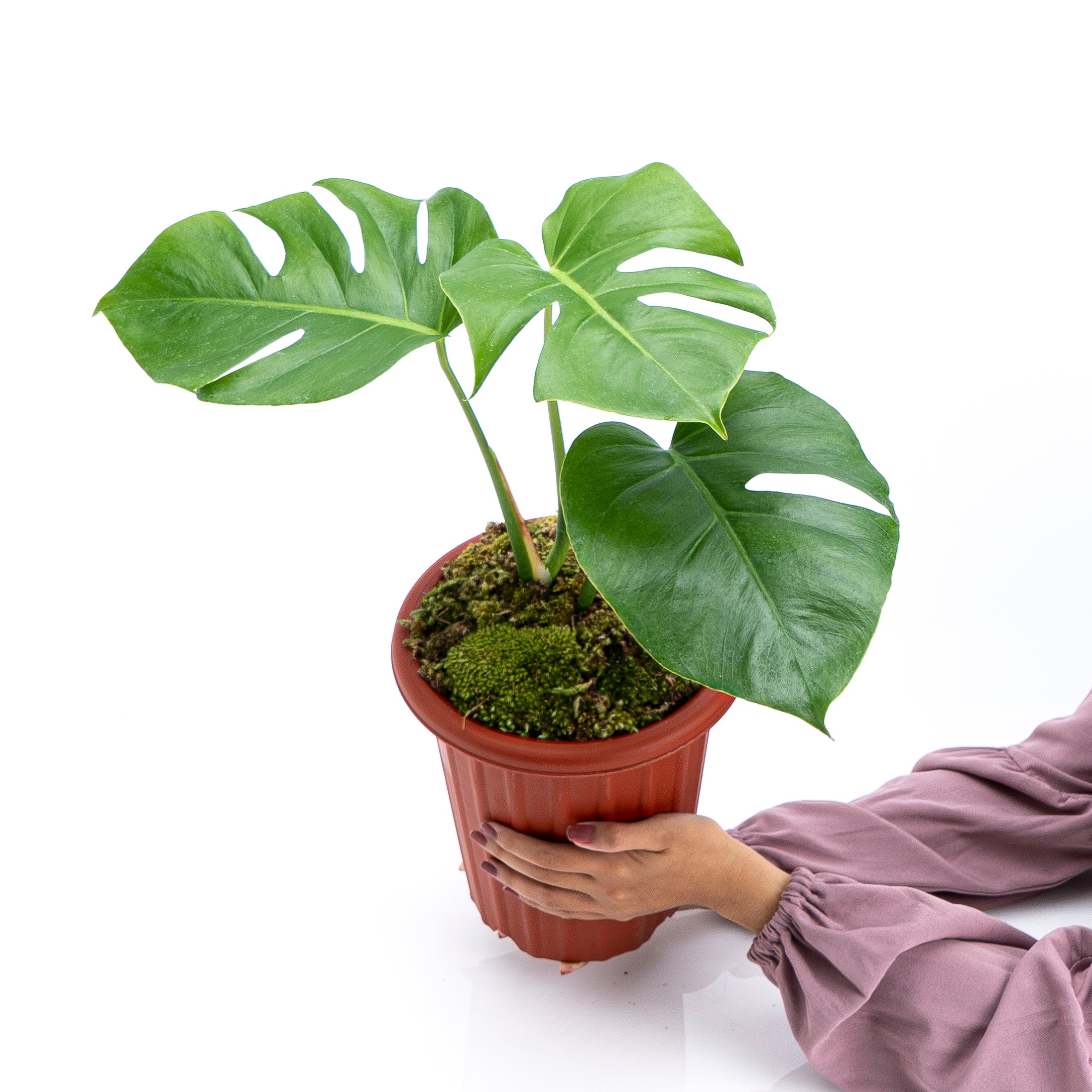 Monstera borsigiana