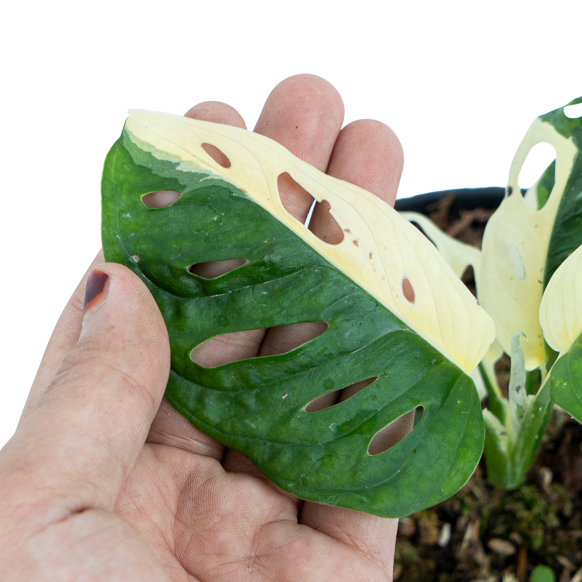 Monstera Adansonii Variegated