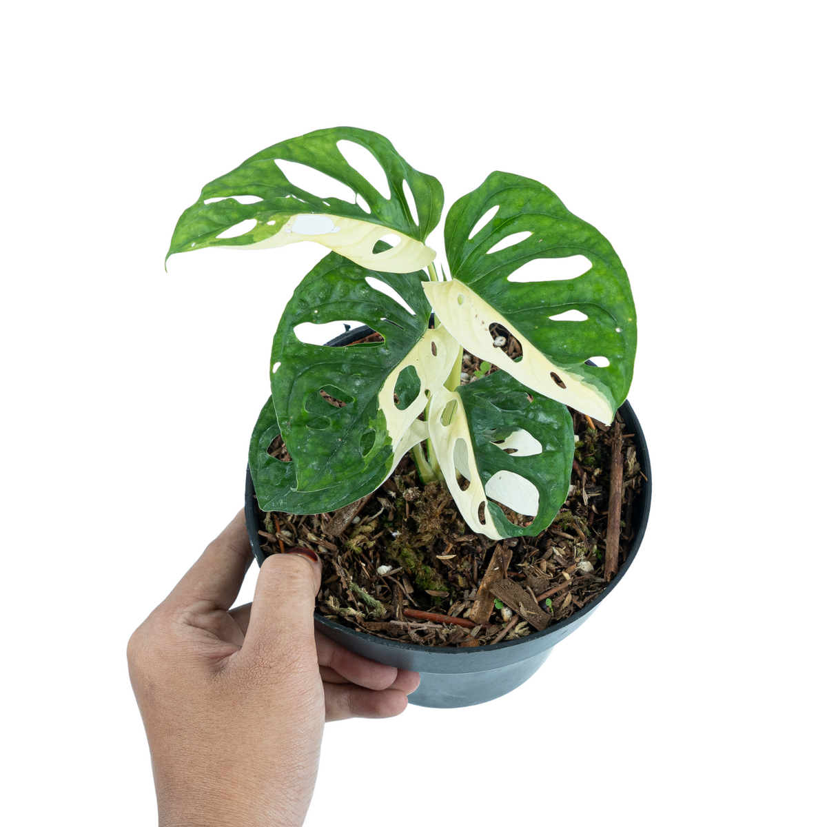 Monstera Adansonii Variegated