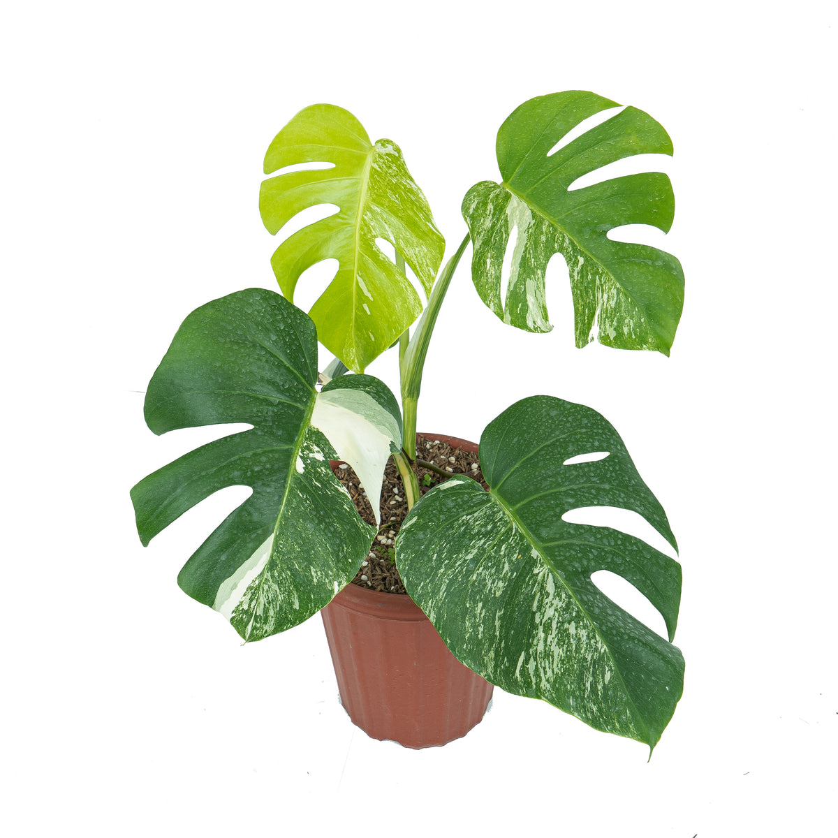 Monstera Essentials Pack