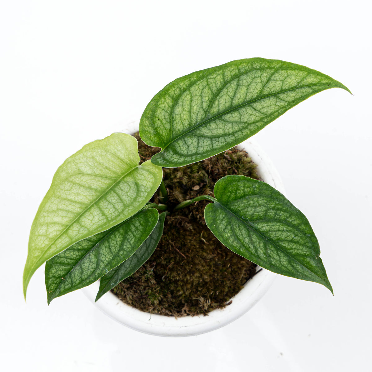 Monstera Siltepecana