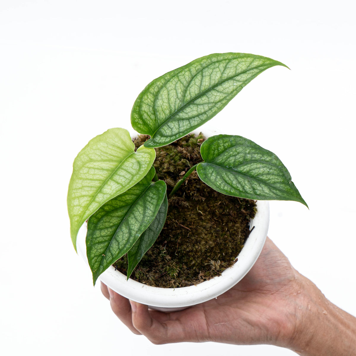 Monstera Siltepecana