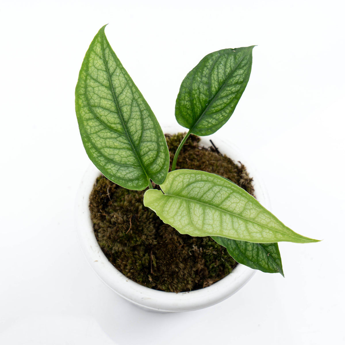 Monstera Siltepecana