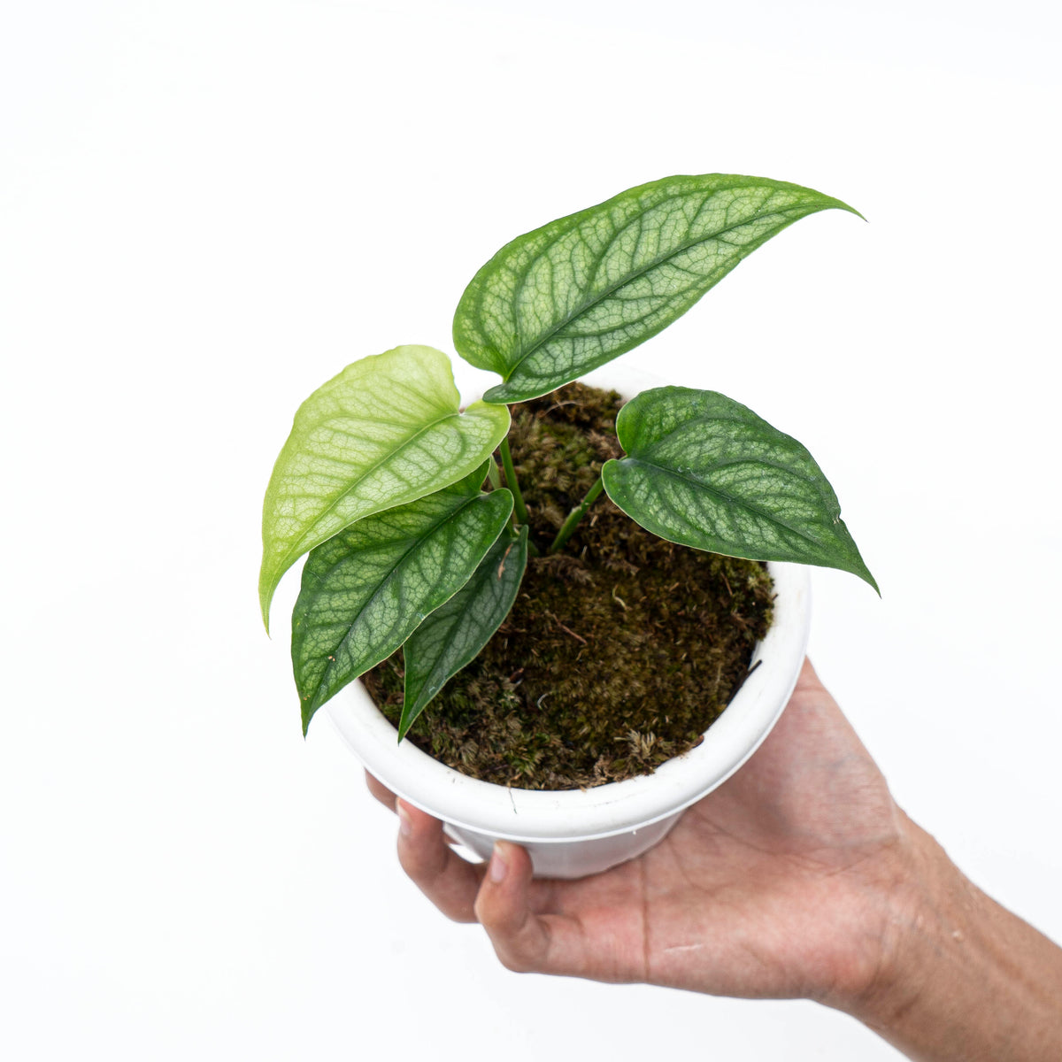 Monstera Siltepecana