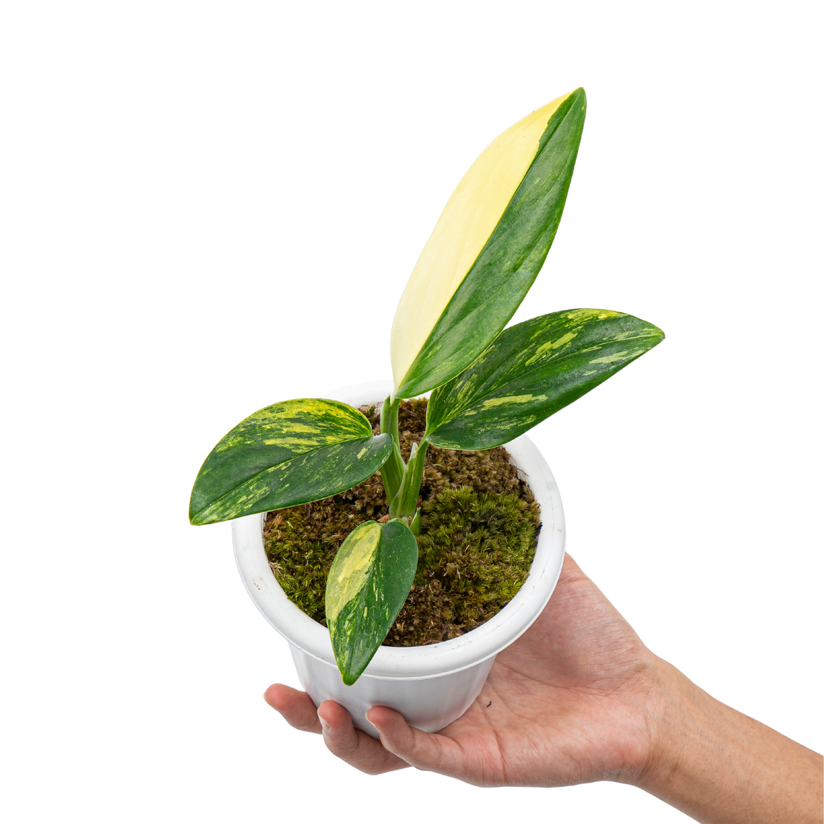 Monstera Standleyana Aurea Variegated