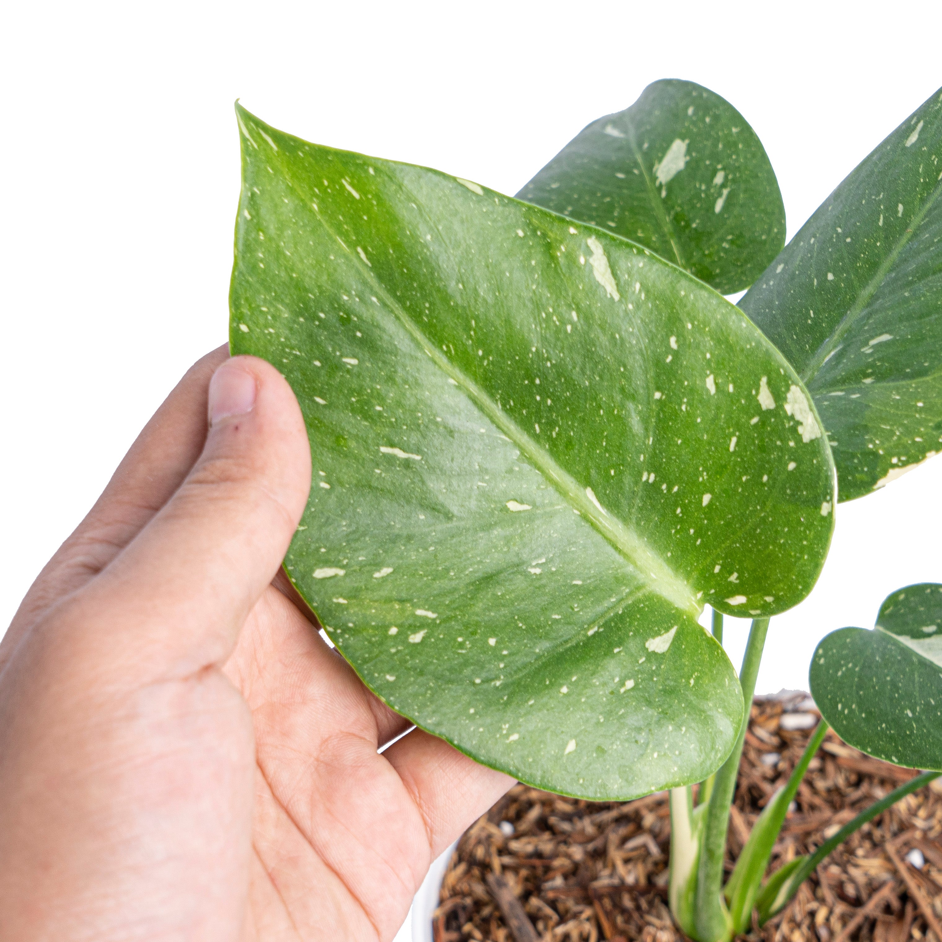 Monstera Thai Constellation Little 
