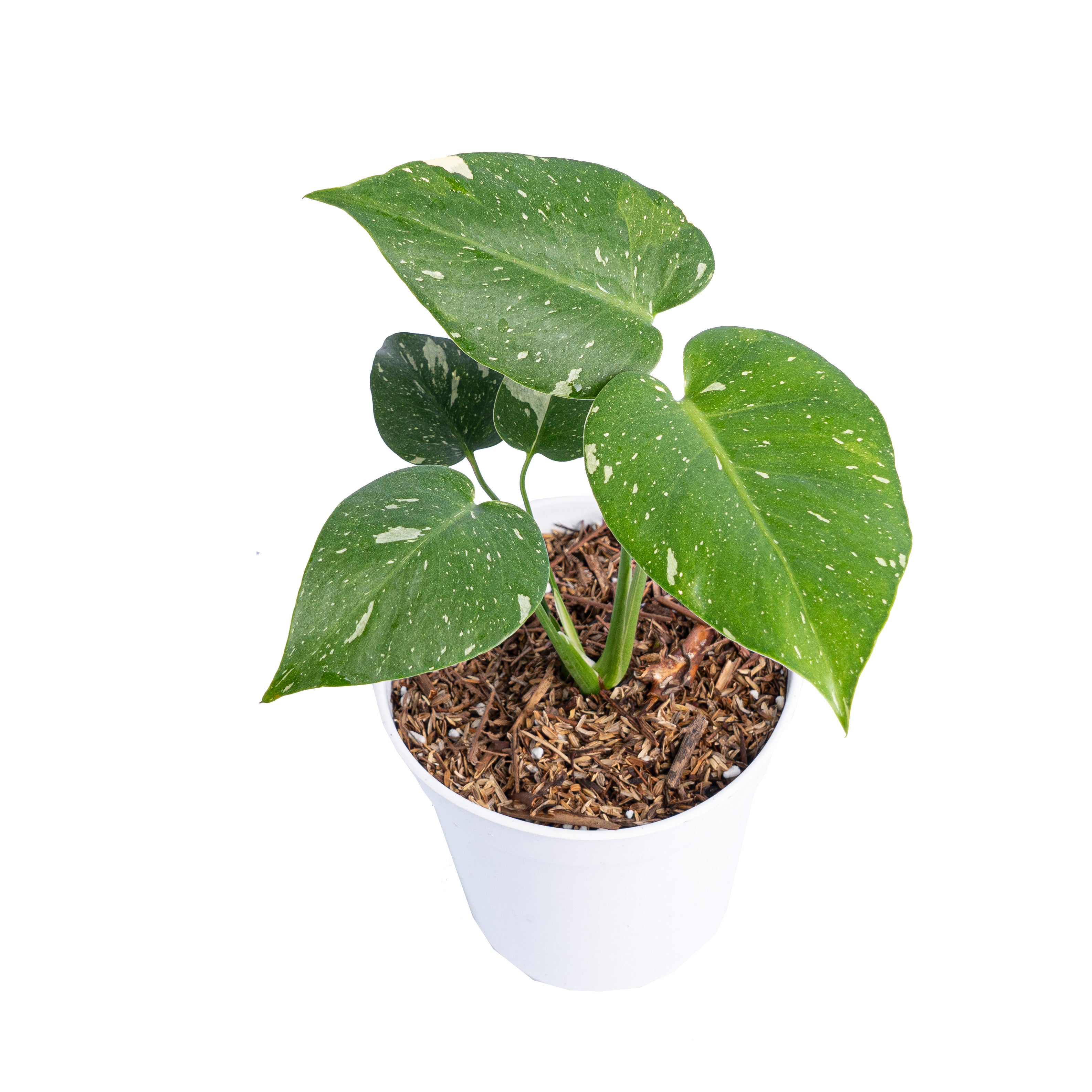 Monstera Thai Constellation Little 