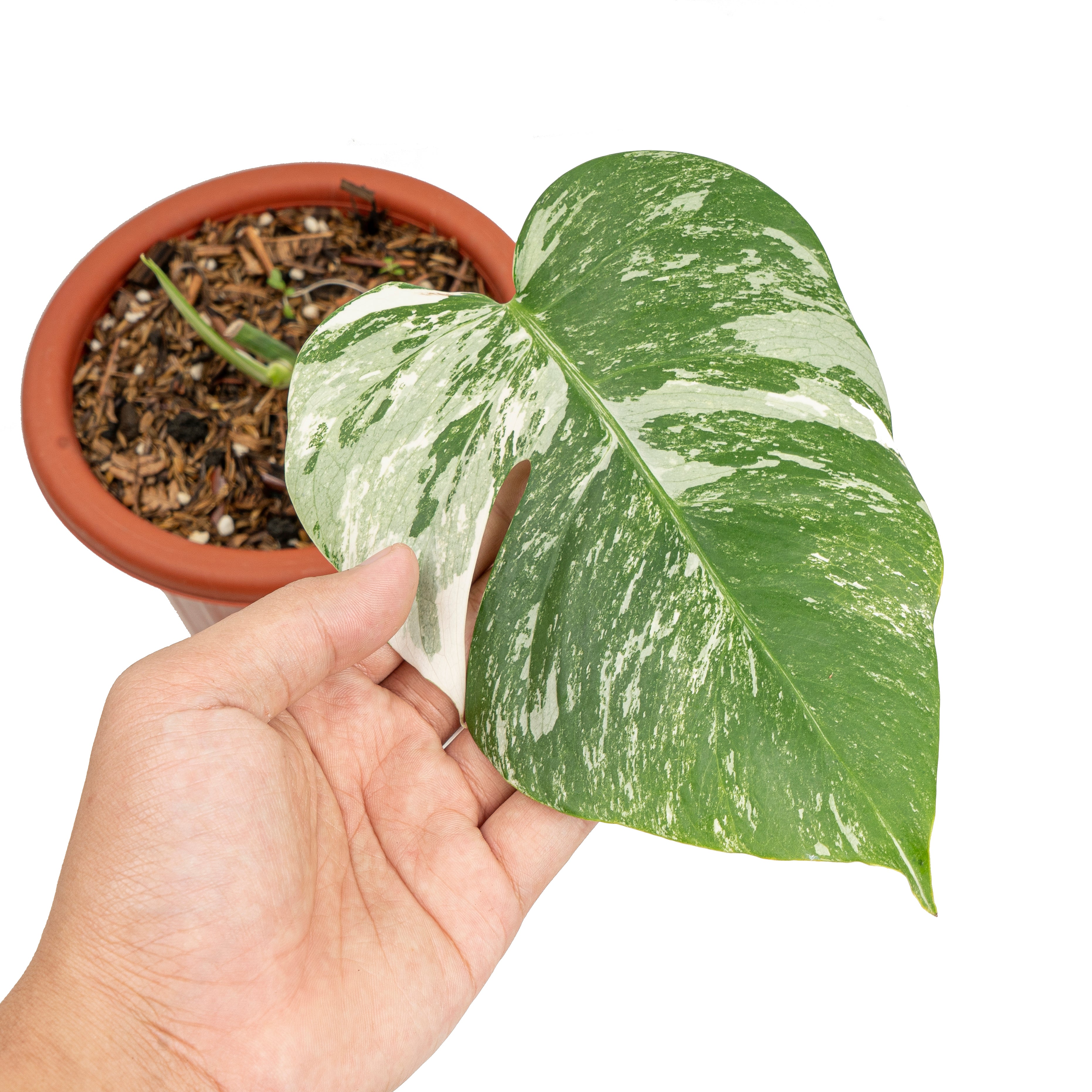 Monstera albo variegated cutting - 1 leaf