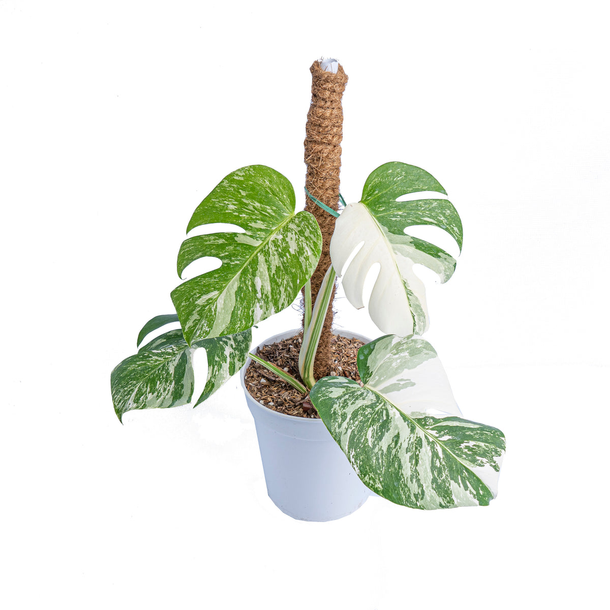 Monstera albo white tiger