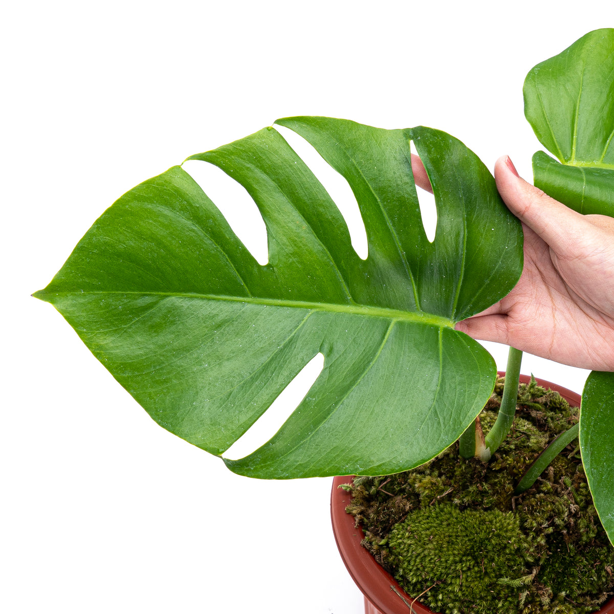 Monstera Deliciosa