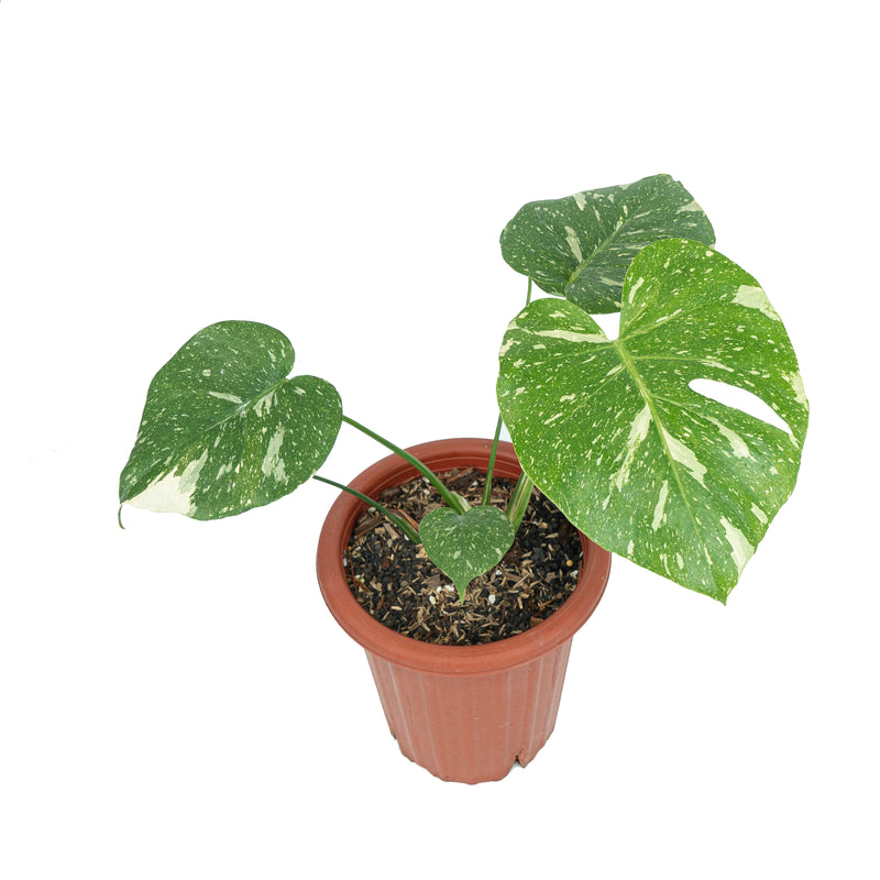 DELUXE MONSTERA PACKAGE
