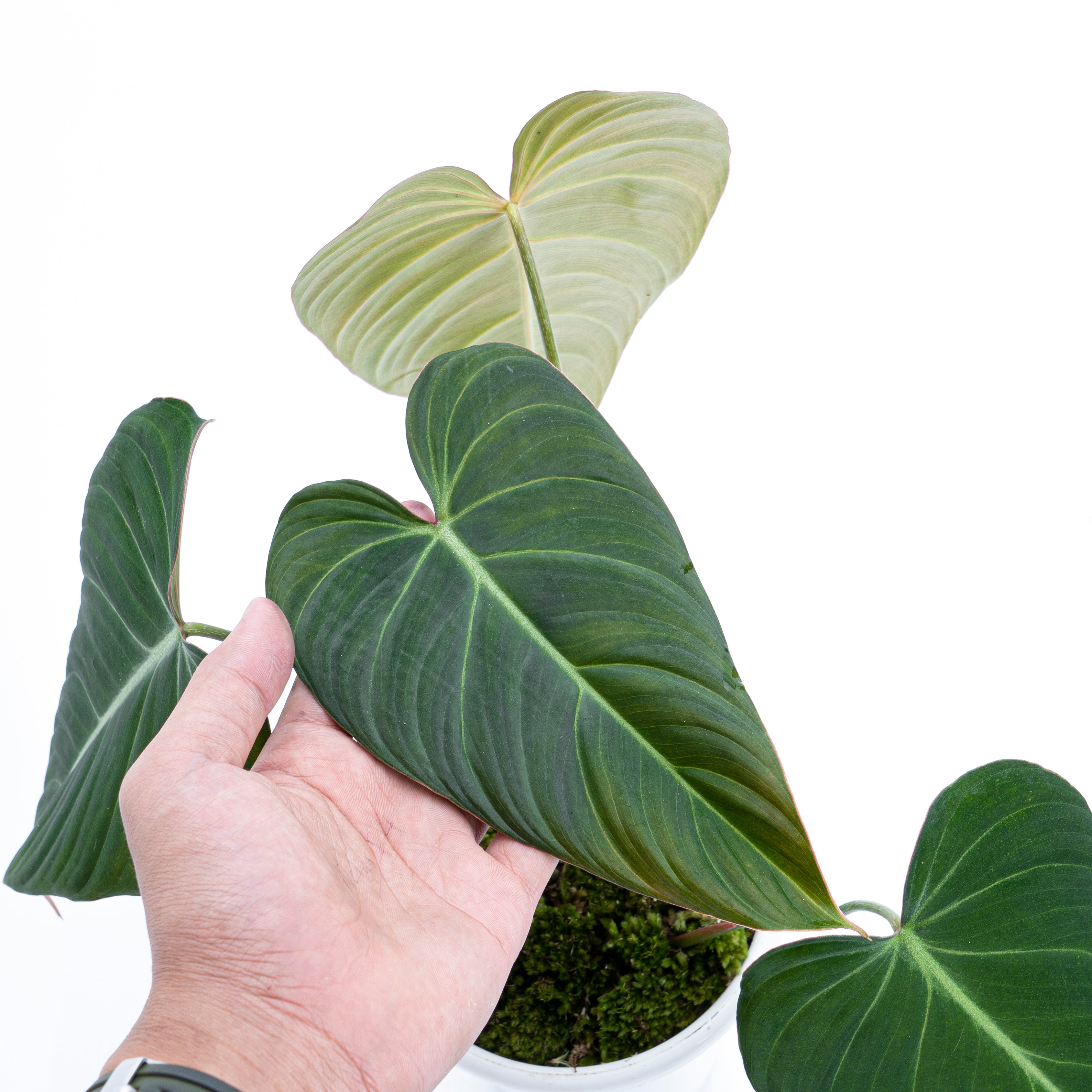 Philodendron Glorious