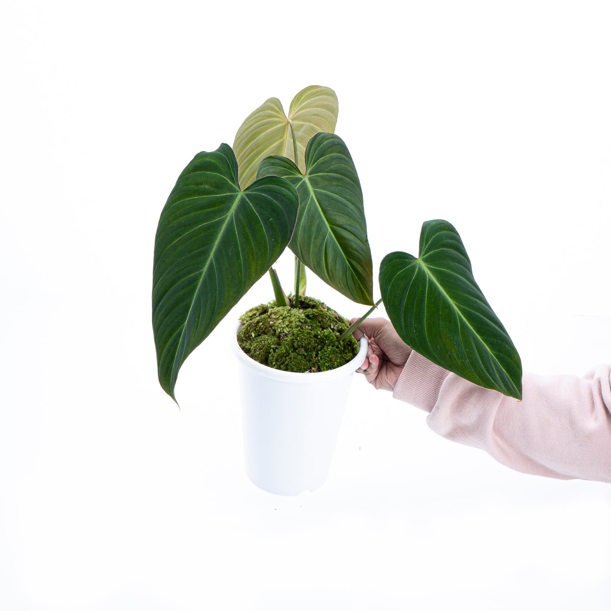 Philodendron Glorious (gloriosum x melanochrysum)