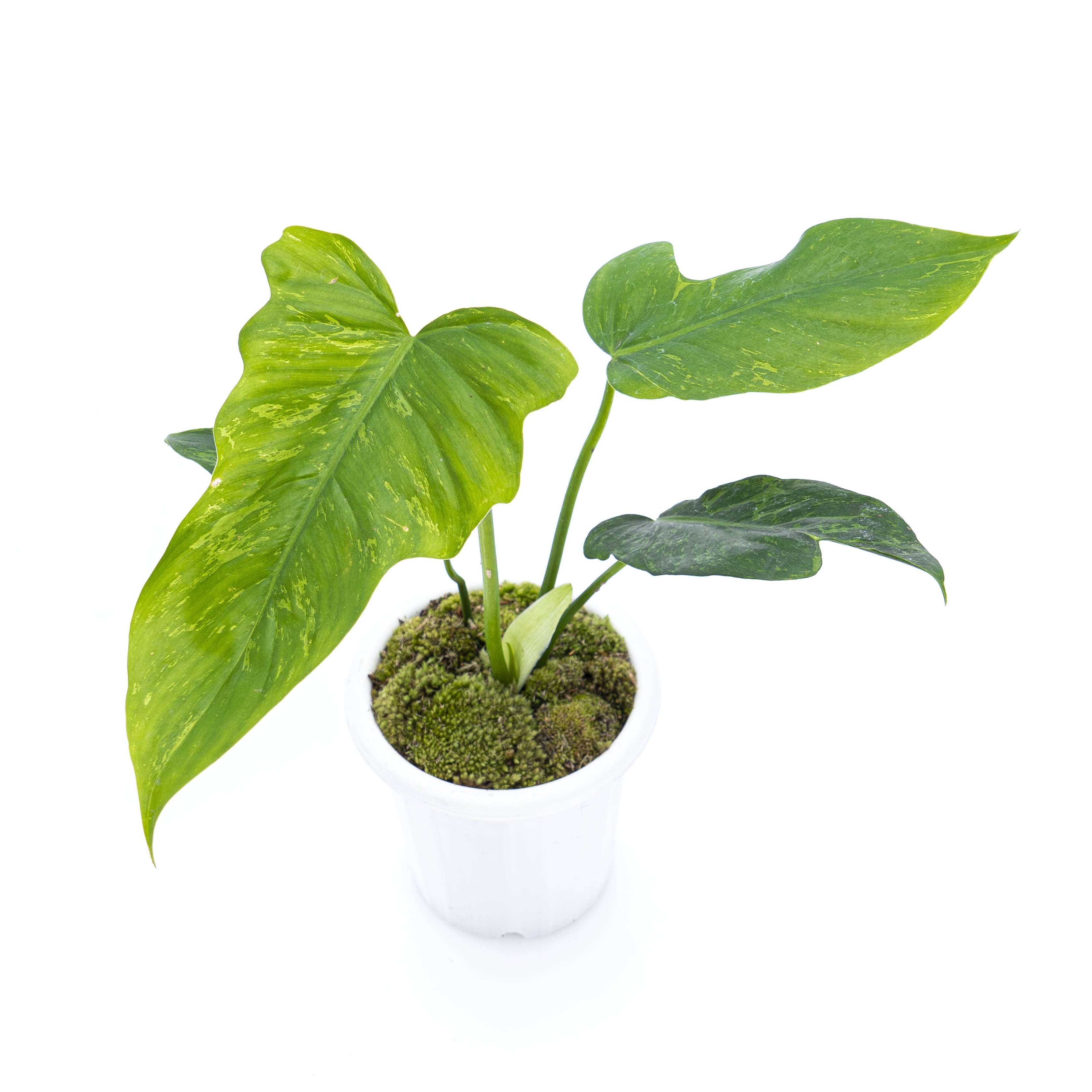 Philodendron Lime Fiddle